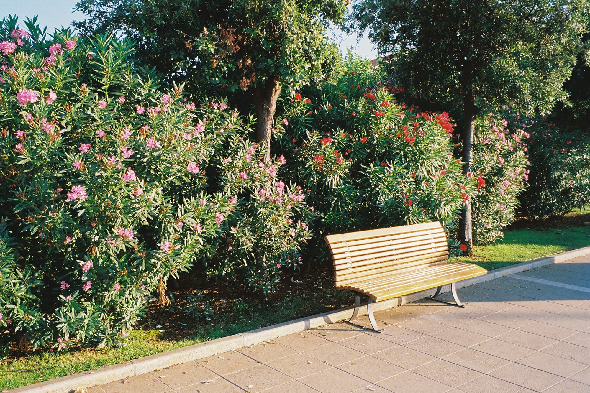 A wooden bench situated on a lush boardwalk with blooming flowers and greenery.