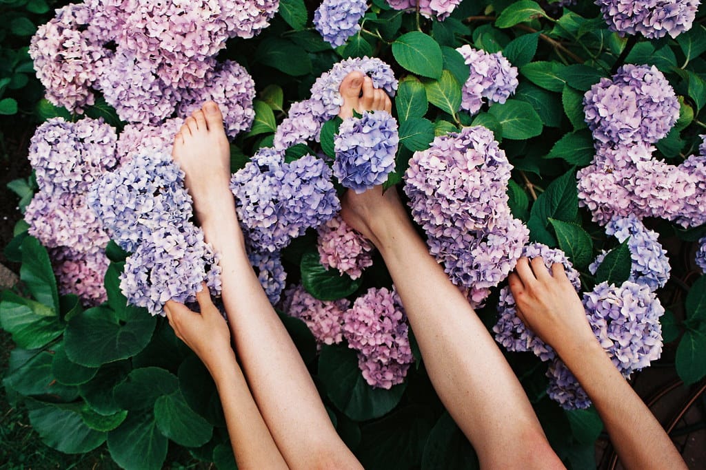 Girl's feet and hands surrounded by clusters of purple and pink hydrangeas.