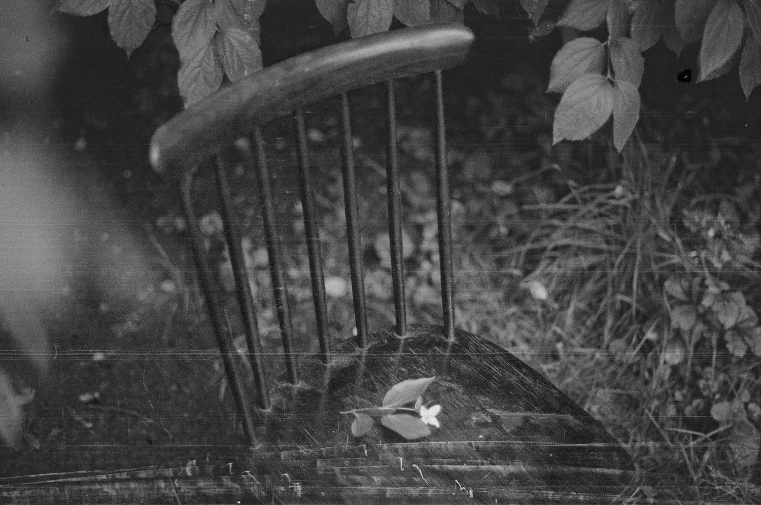 Vintage-style image of an old wooden chair amidst dense foliage and leaves.