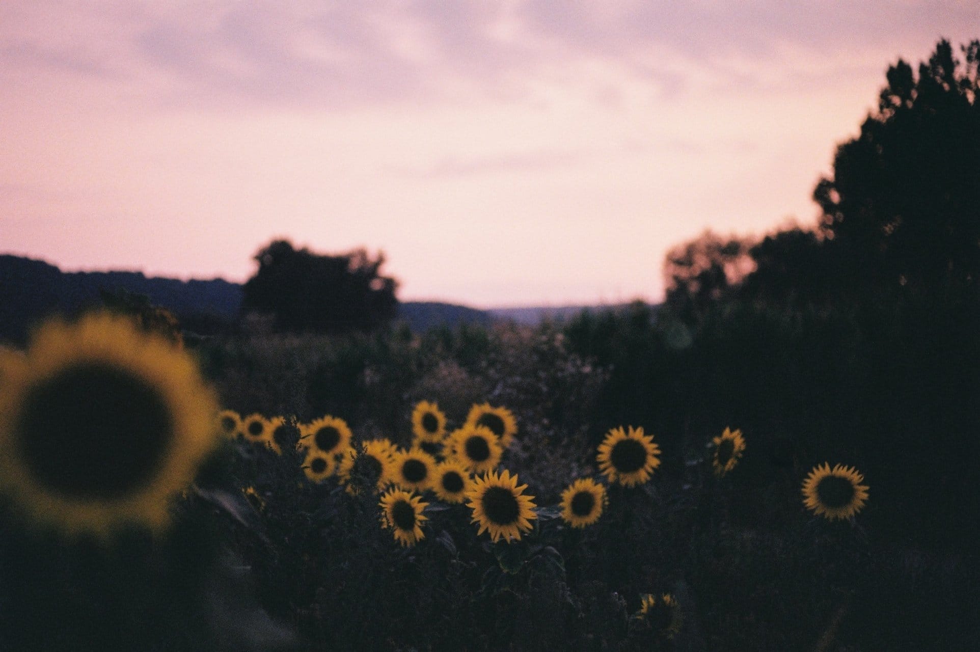 Sunflowers in silhouette against a sunset sky with blurred trees in the background.