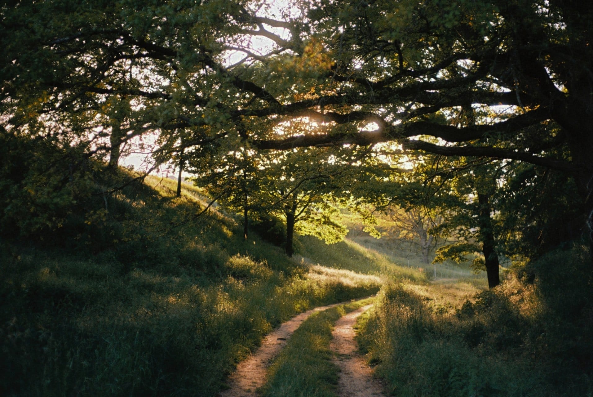 A winding dirt path in a forest with sunlight filtering through the trees.