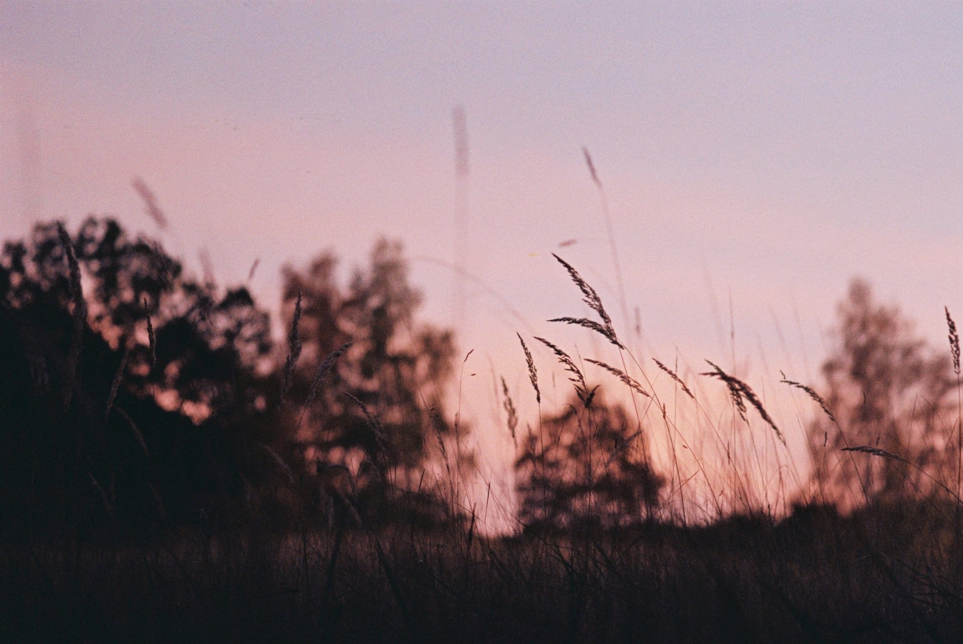 Silhouette of tall grasses and trees at sunset with a soft pink sky.