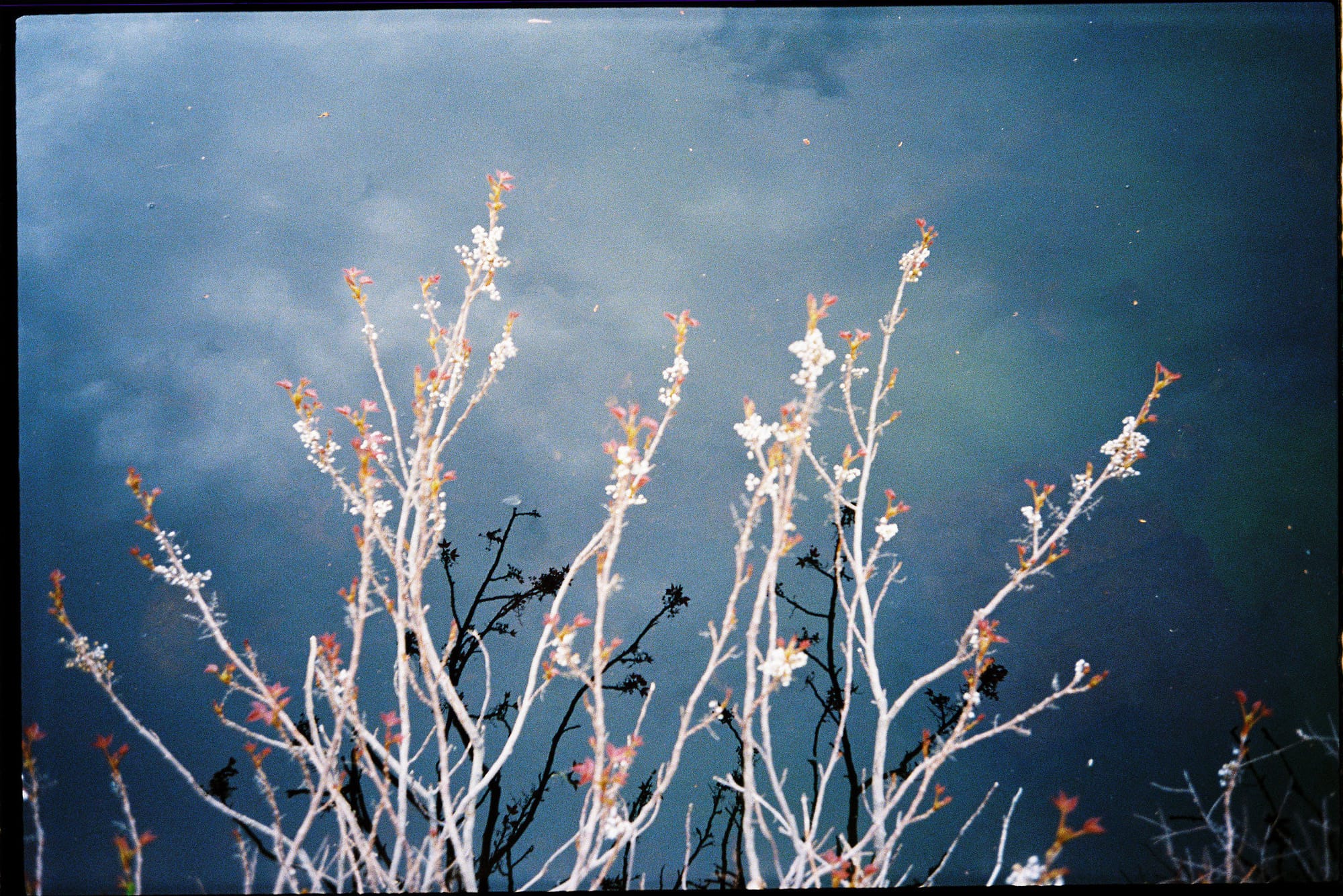 Alex Bickford