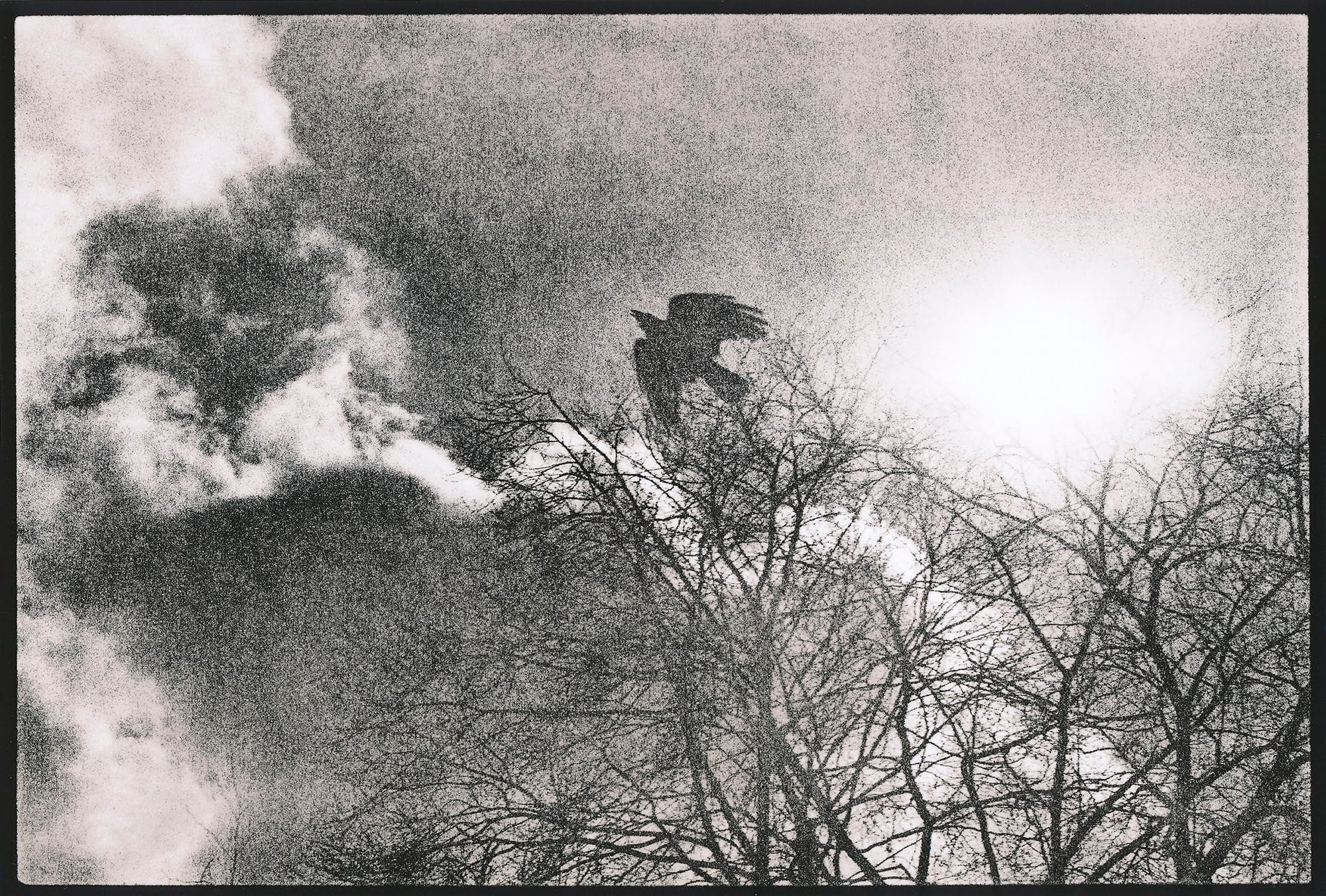 A black and white, double-exposure photograph of a bird and leafless tree.