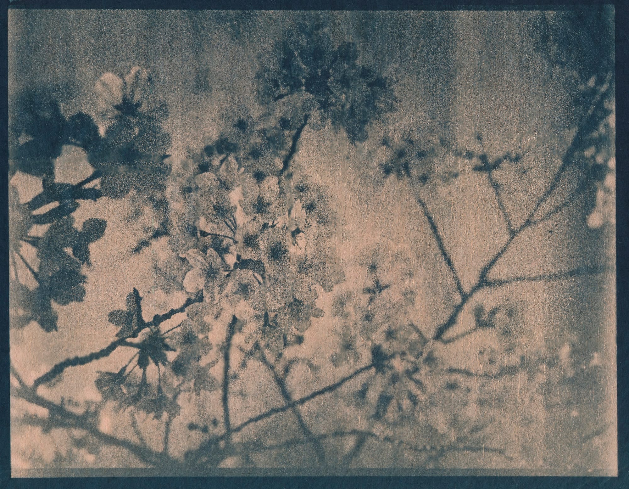 A close-up cyanotype photograph of delicate flowers and branches, capturing the intricate details of the flora.