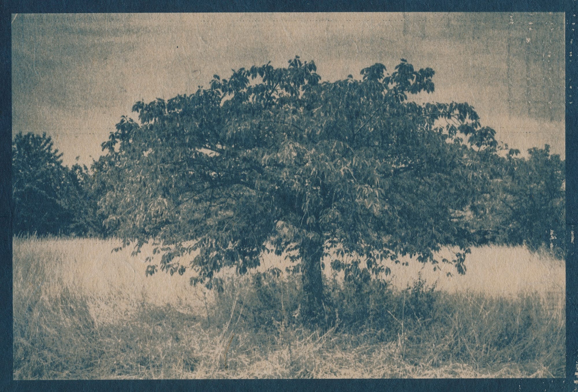 A cyanotype photograph of a large, solitary tree standing in an open field with grass and shrubs surrounding it.