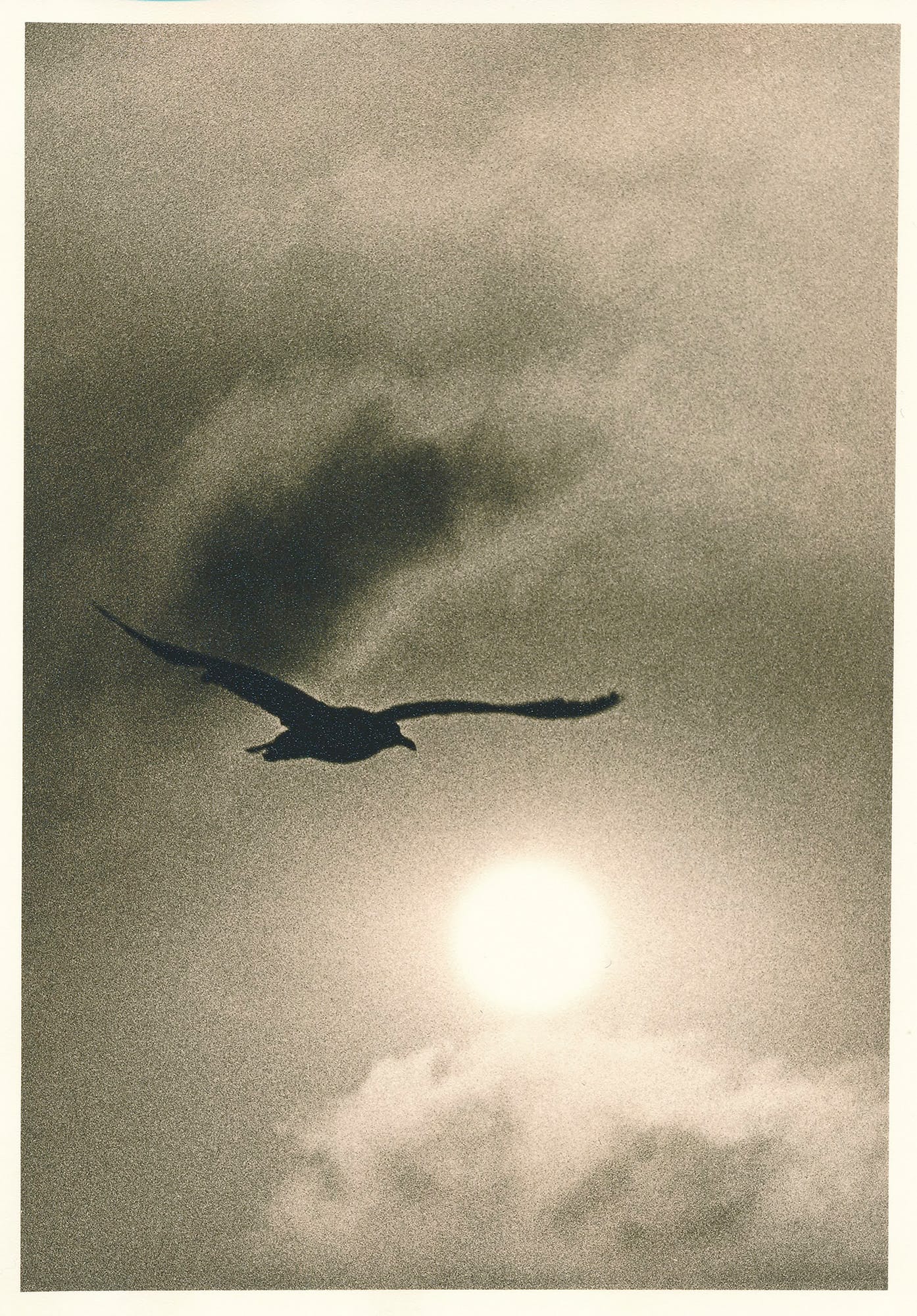 A cyanotype photograph of a bird in flight, silhouetted against a bright, cloudy sky.