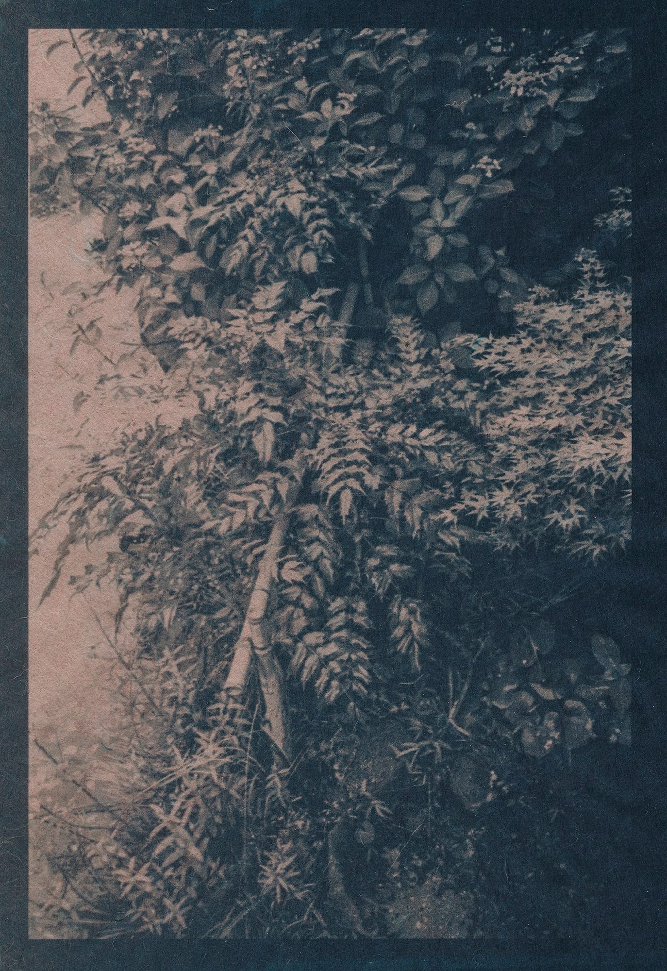 A cyanotype photograph of dense foliage, featuring various types of leaves and ferns in a natural setting.