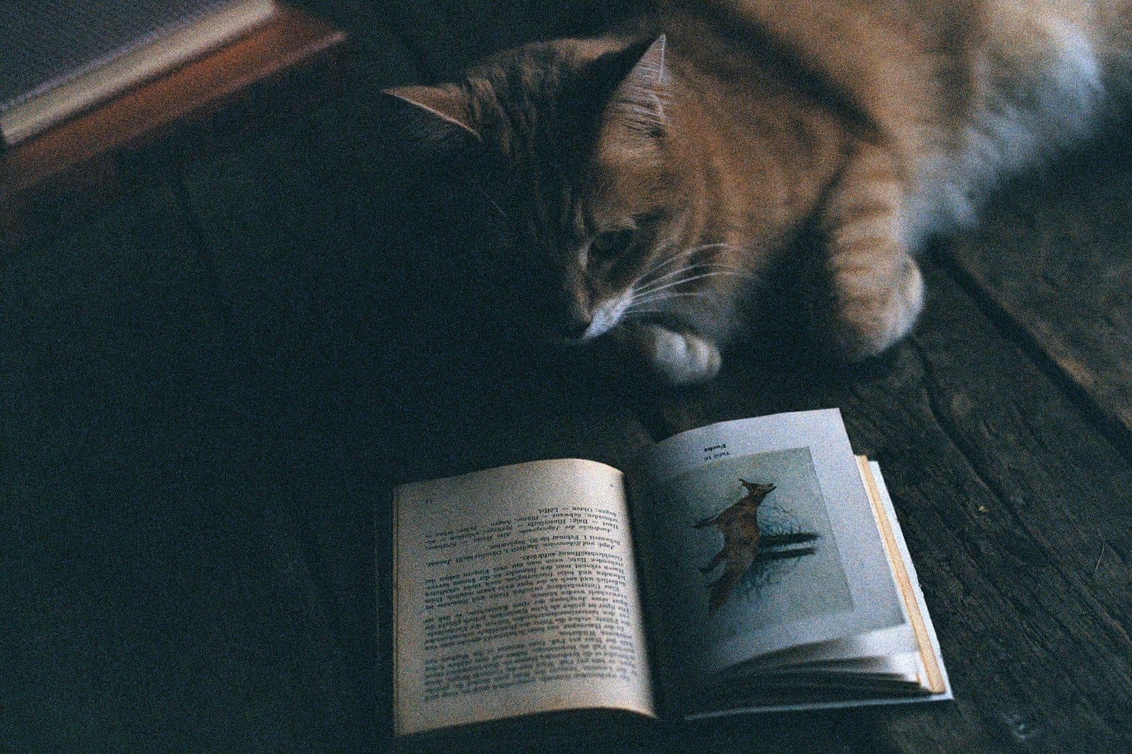 Close-up of an orange cat near an open book showing a fox illustration.