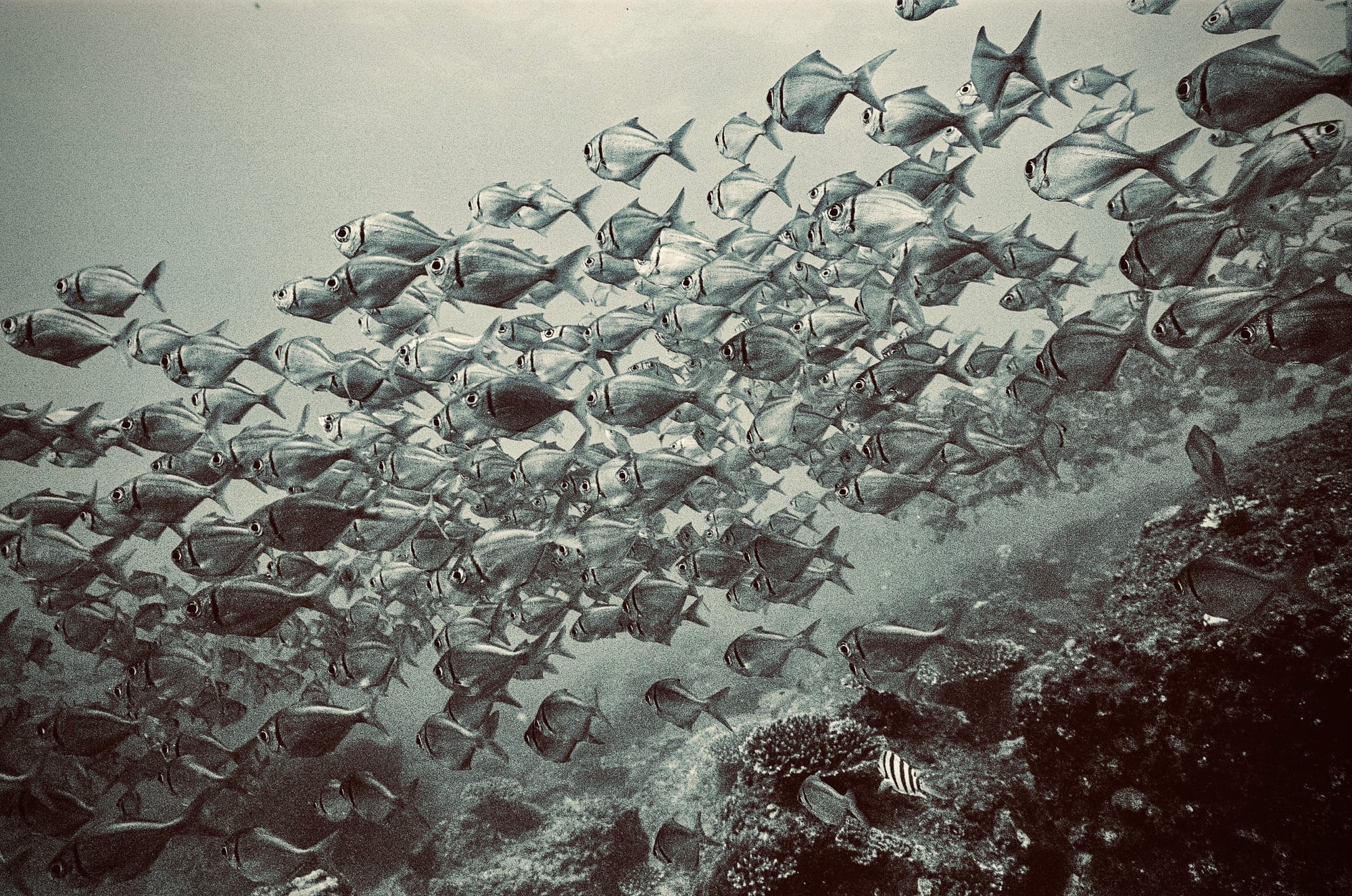 Underwater scene with numerous fish swimming together in a coordinated group above a vibrant coral reef.