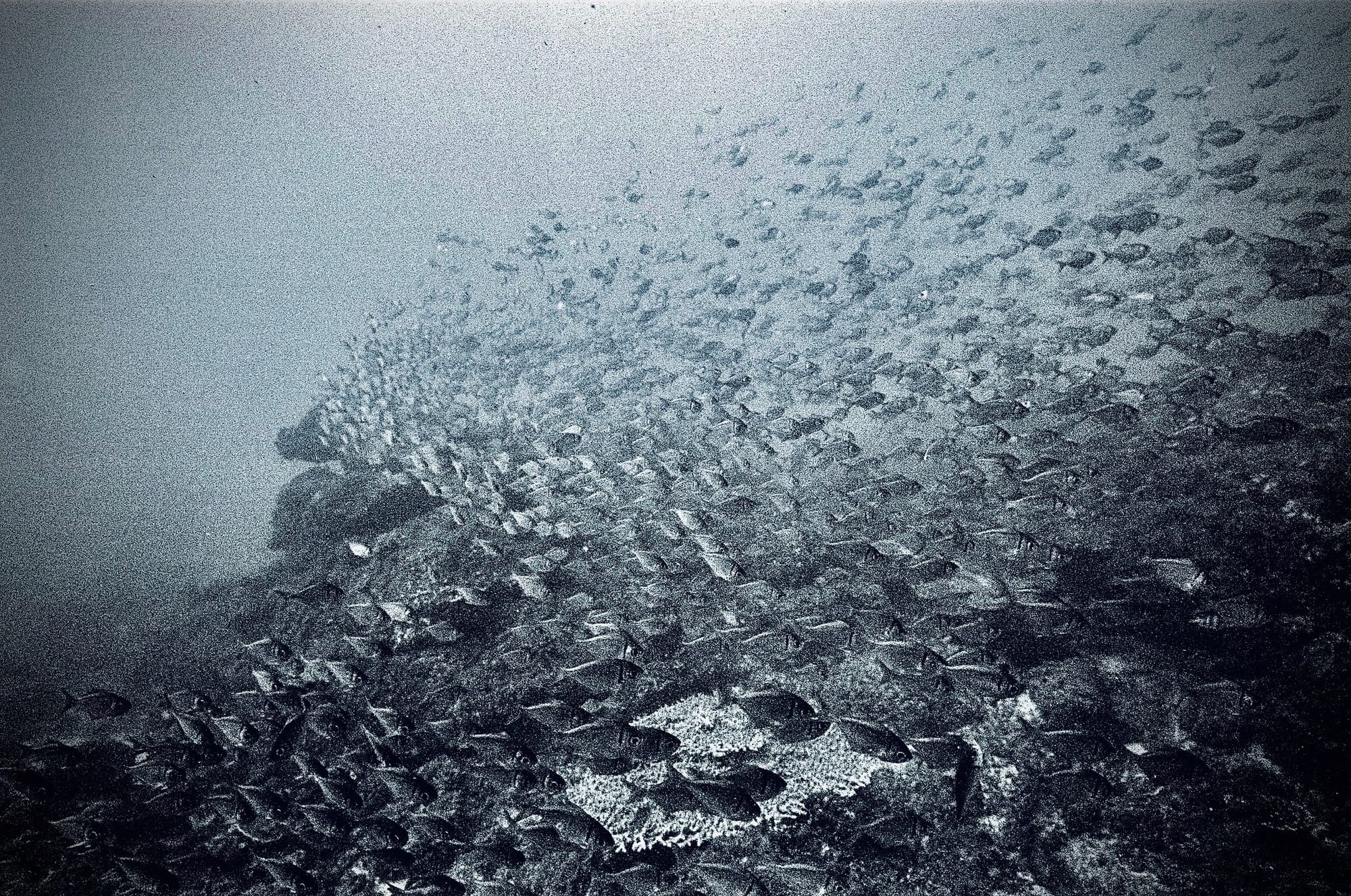 Underwater photograph showcasing a rocky ocean floor with marine plants and fish swimming.