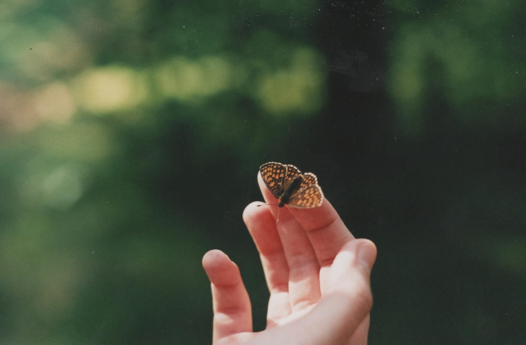 A hand gently holding a butterfly with brown and black wings against a green background.