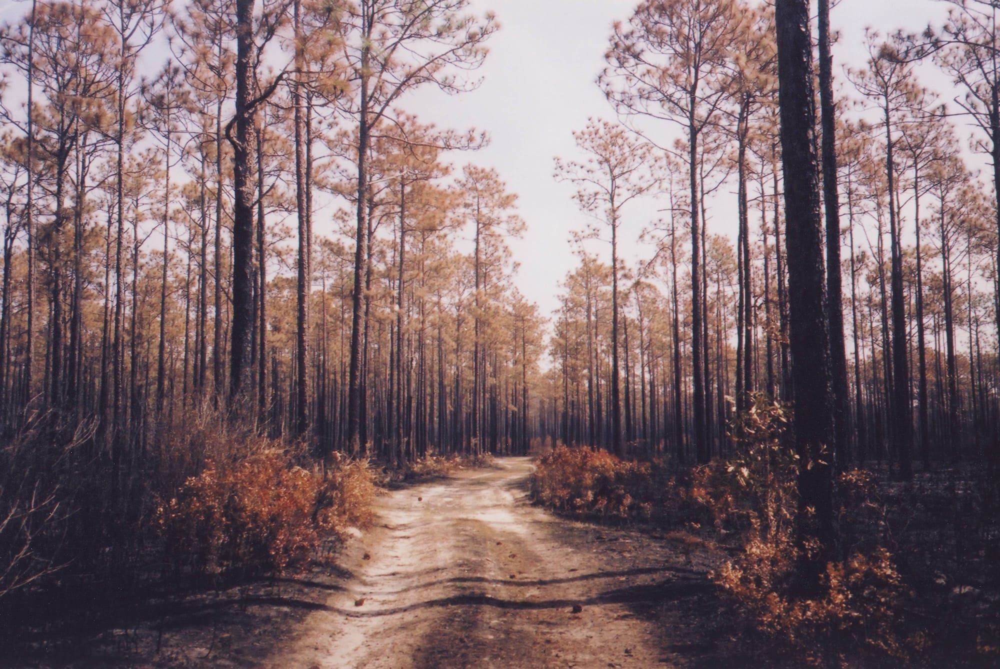 A dirt path winding through a dense forest of tall, brown trees with sparse foliage.