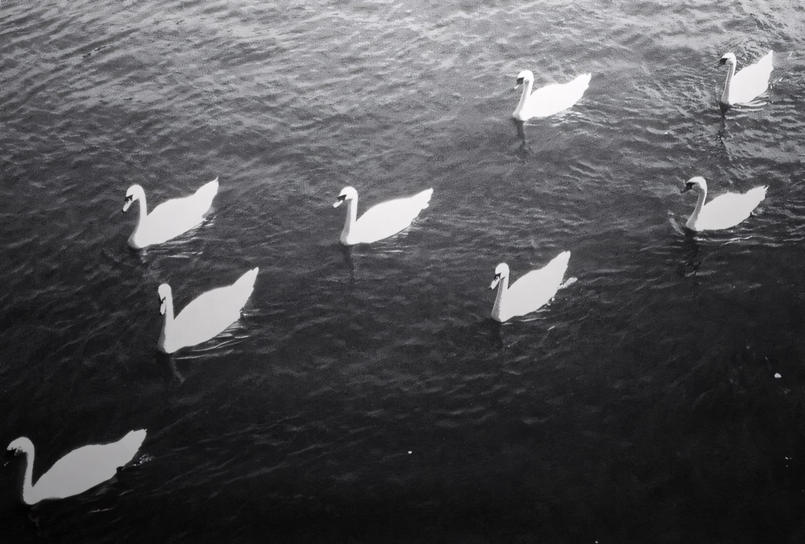 Eight swans gliding on dark water, tranquil monochrome scene.