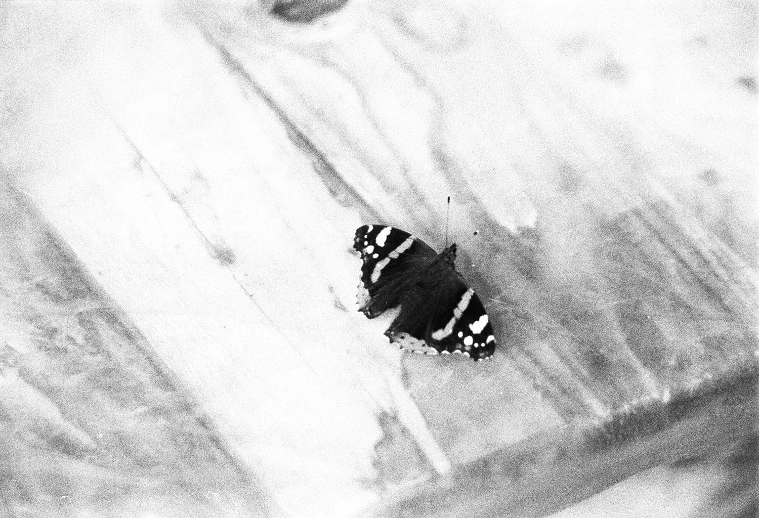 Butterfly with striped wings on weathered wood, monochrome.