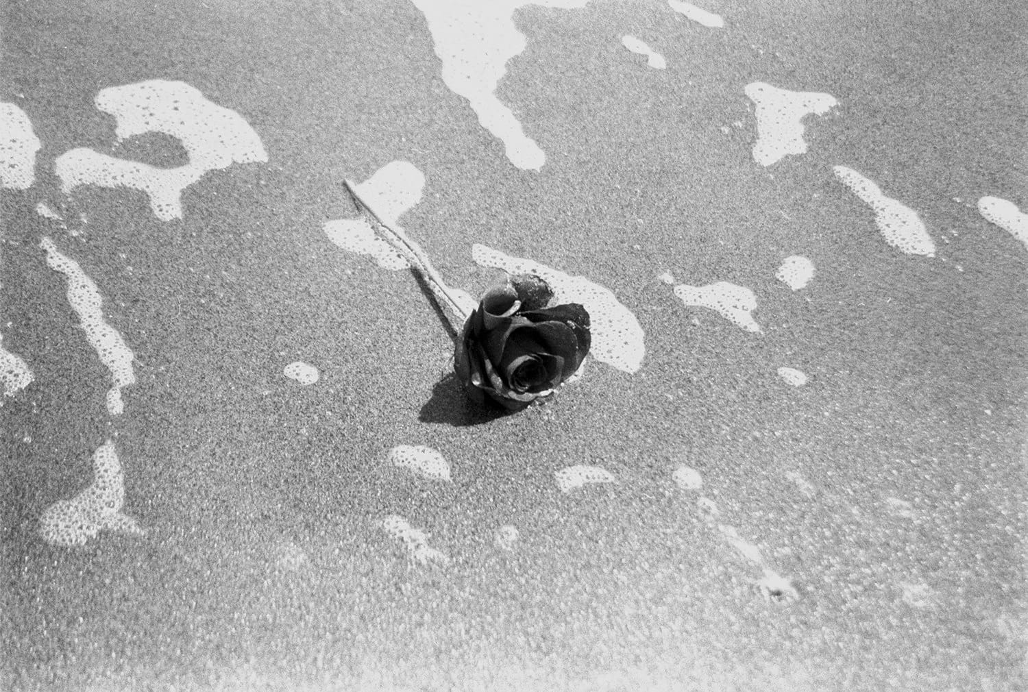 Rose on wet sand with foamy water, black and white.