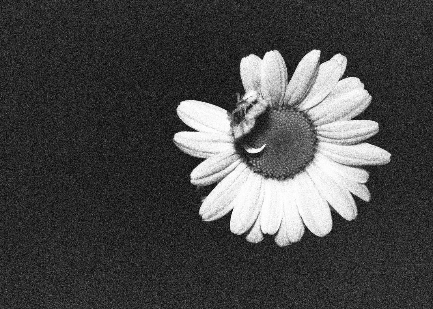 Daisy flower with insect on black background, detailed macro film shot.