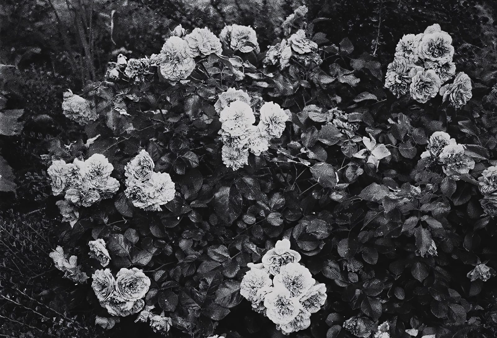 Cluster of roses and leaves with water droplets, detailed film photo.