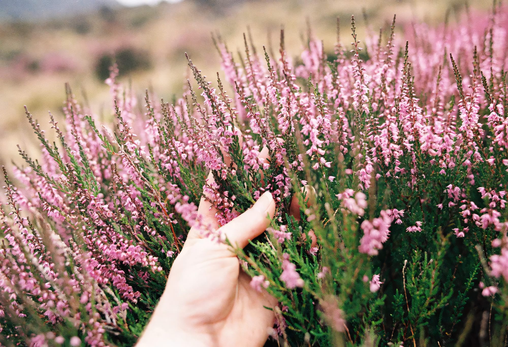 Hand reaching into a field of vibrant pink heather flowers in full bloom.