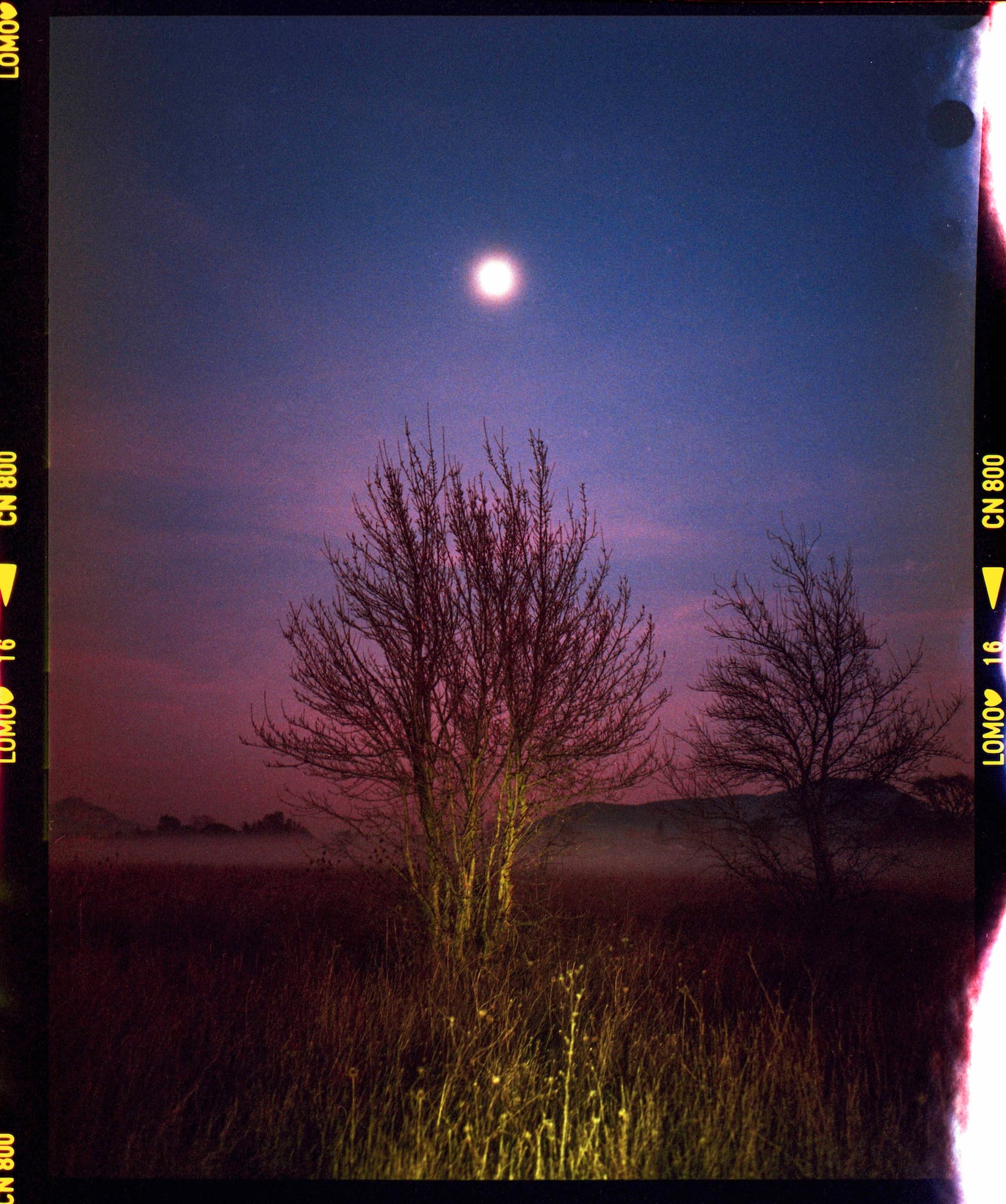 A film photo of a moonlit night with tall, bare trees and tall grass in the foreground.