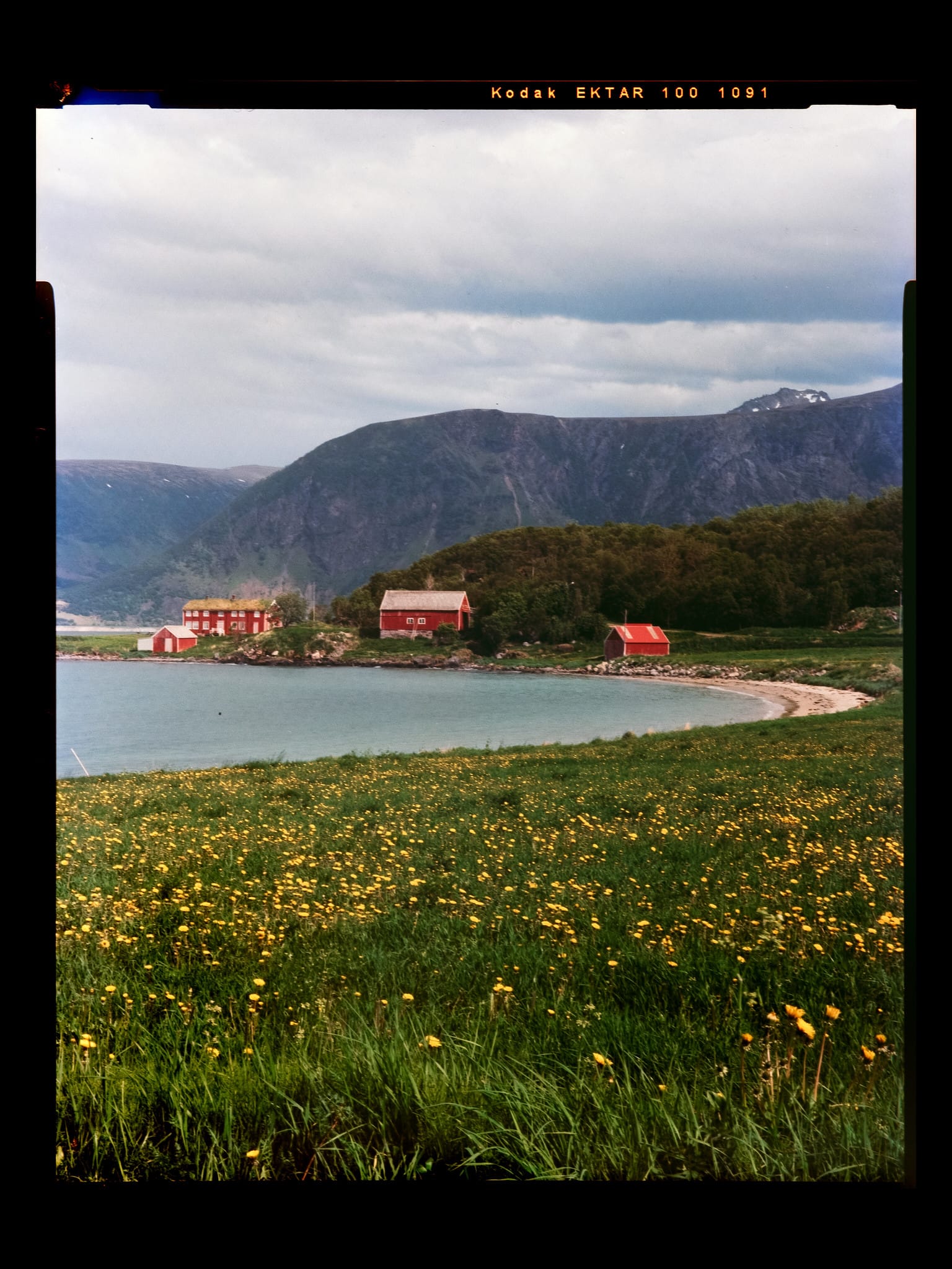 Serene coastal scene with red houses, yellow flowers and a mountainous backdrop.