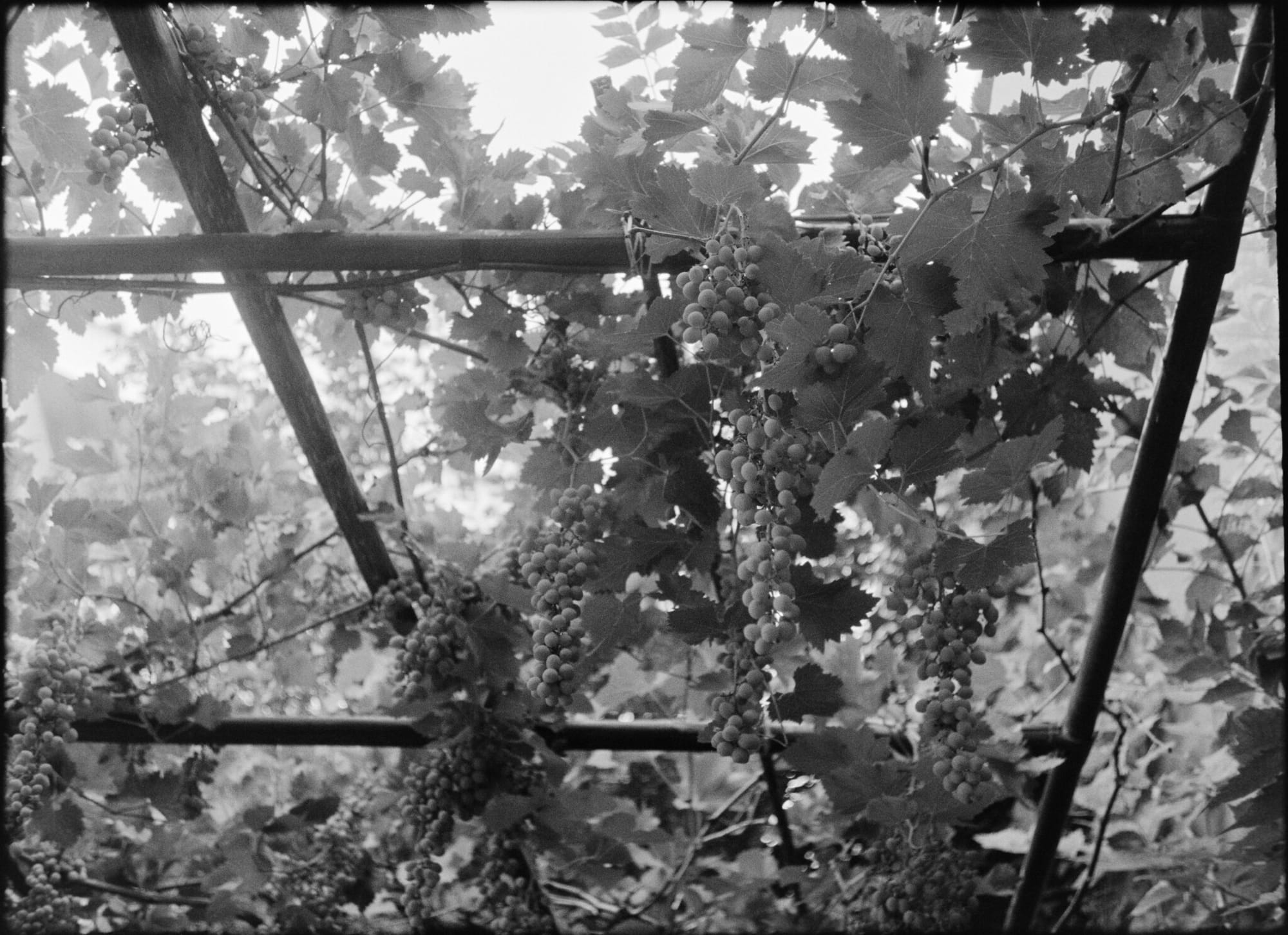 Black and white photo of grapevines growing on a trellis.