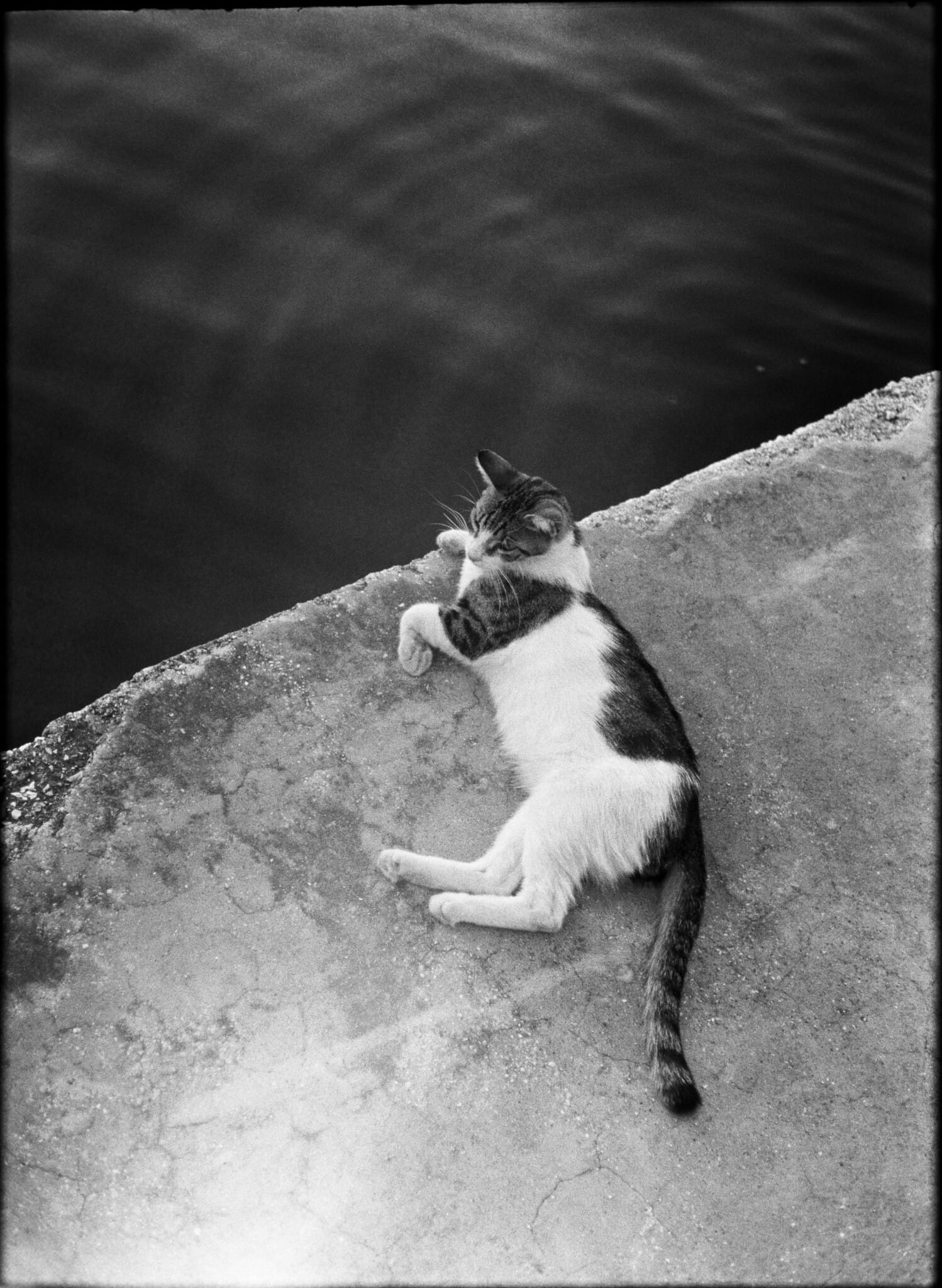 Black and white photo of a cat resting on a concrete ledge.