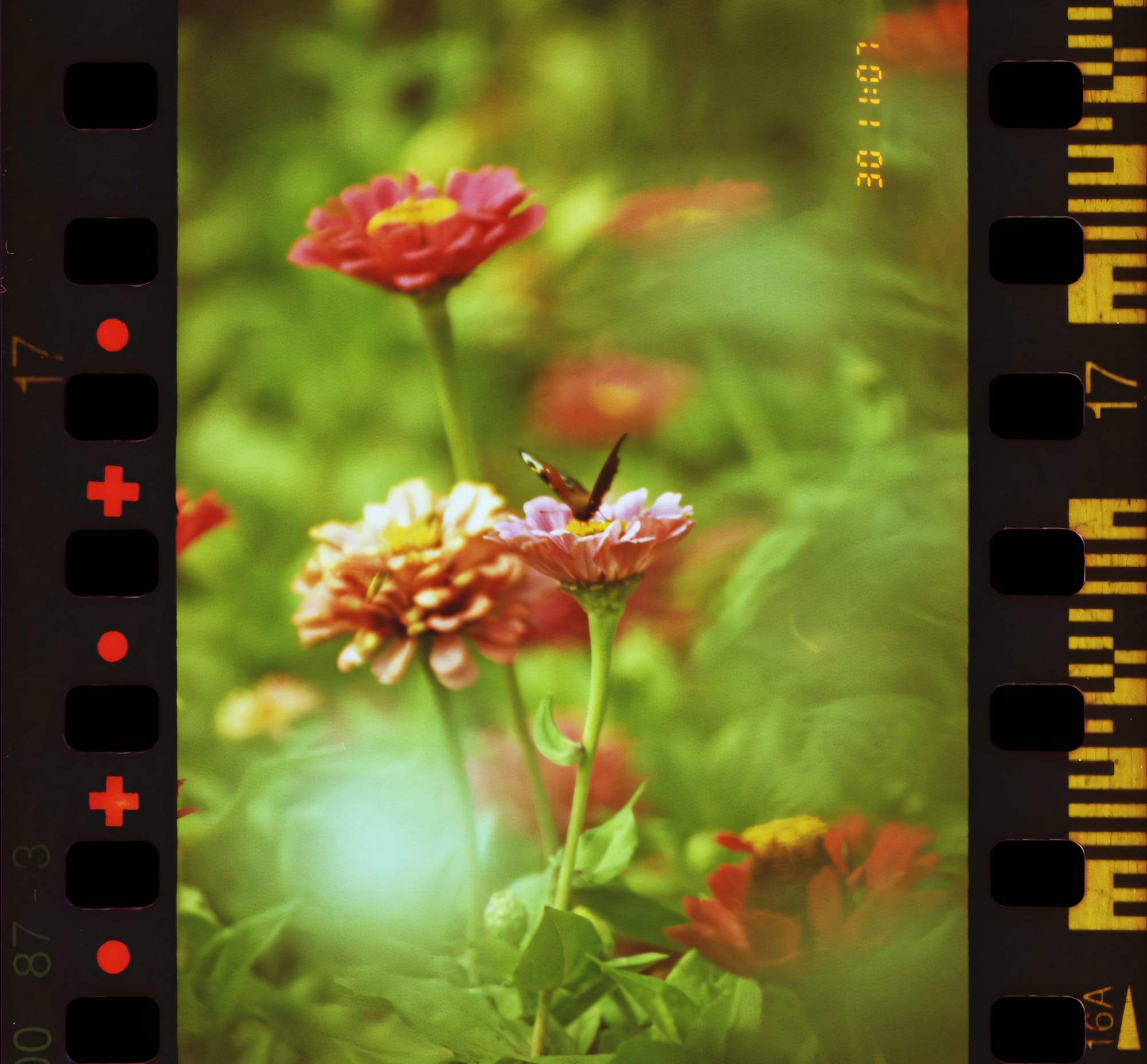 Film photograph of flowers with a butterfly in a garden.