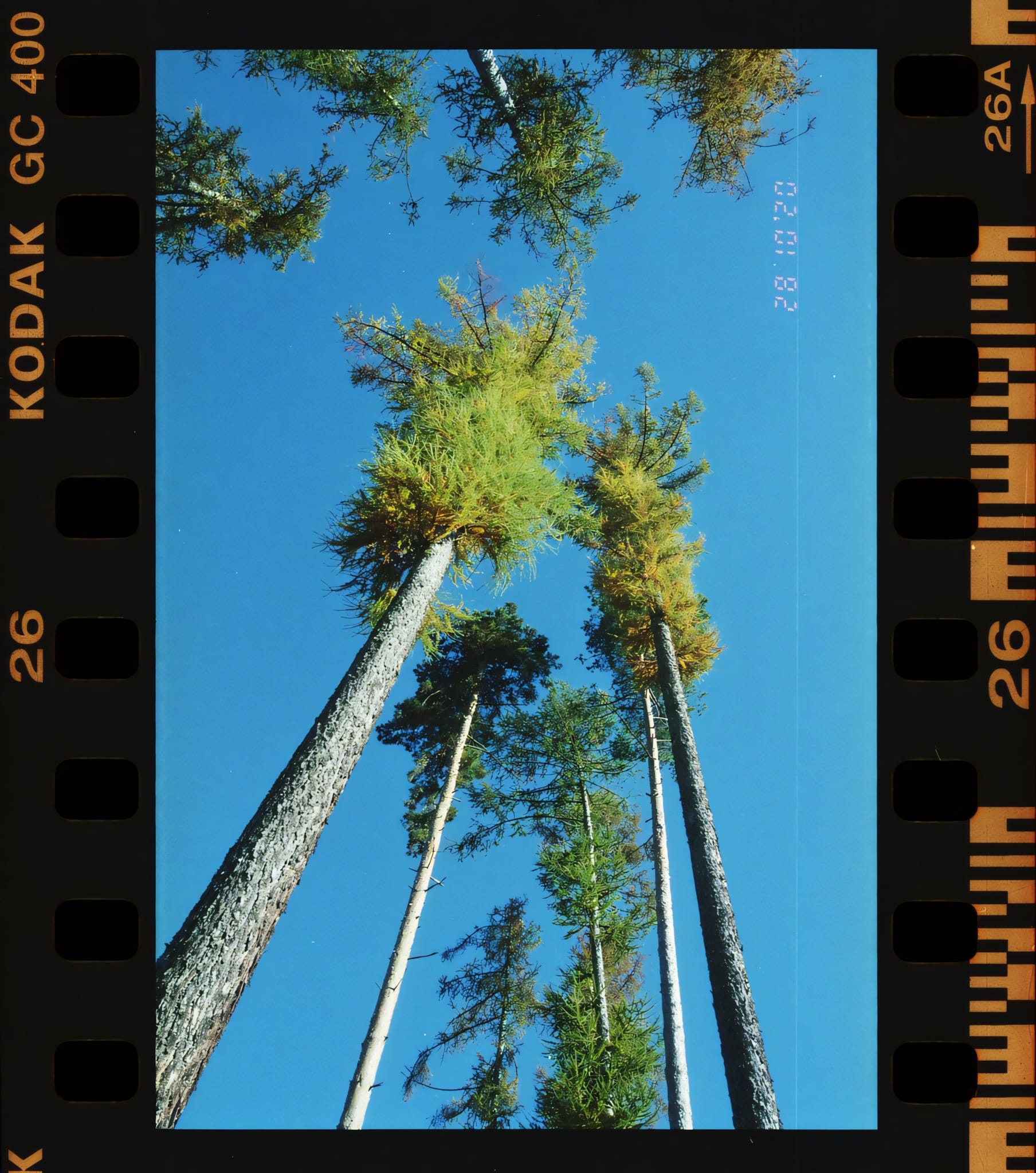 Tall trees reaching up to a clear blue sky.
