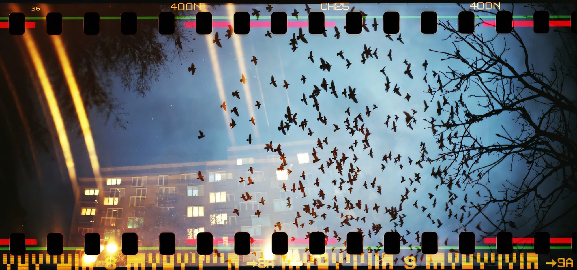 Film double-exposure: birds flying, tree, and building with streetlights.