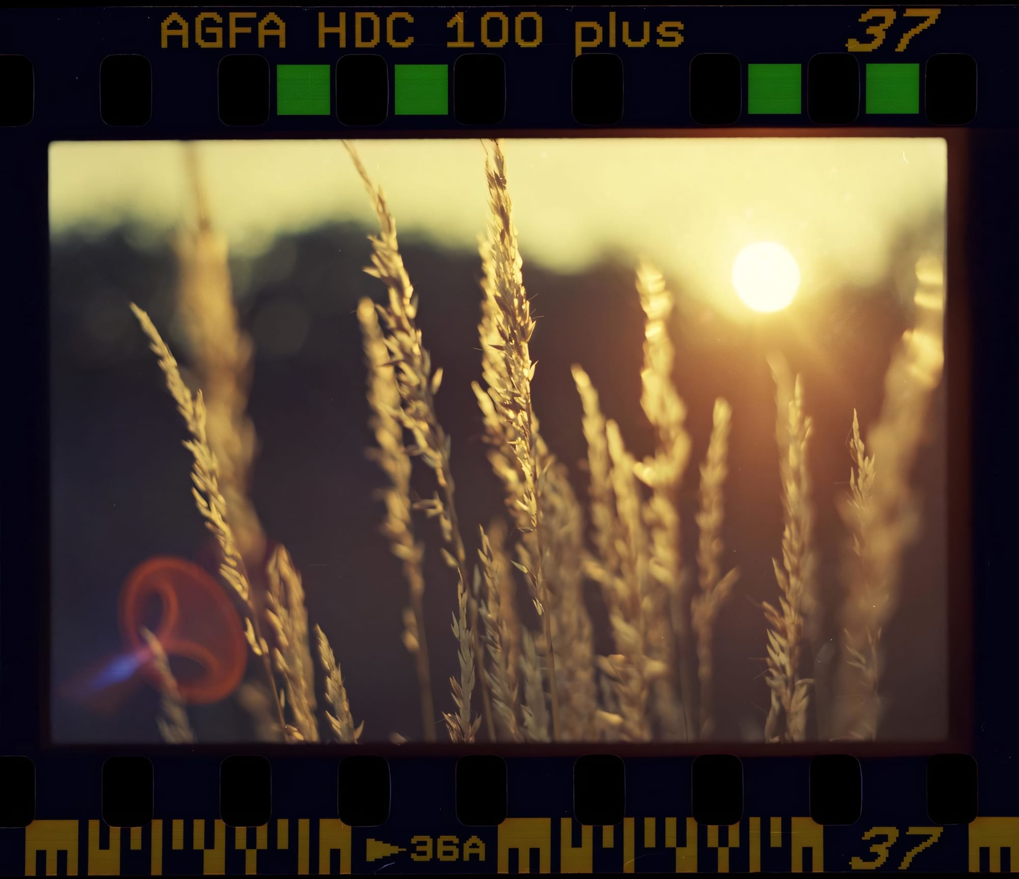 Sunlight filtering through tall grass in a golden field.