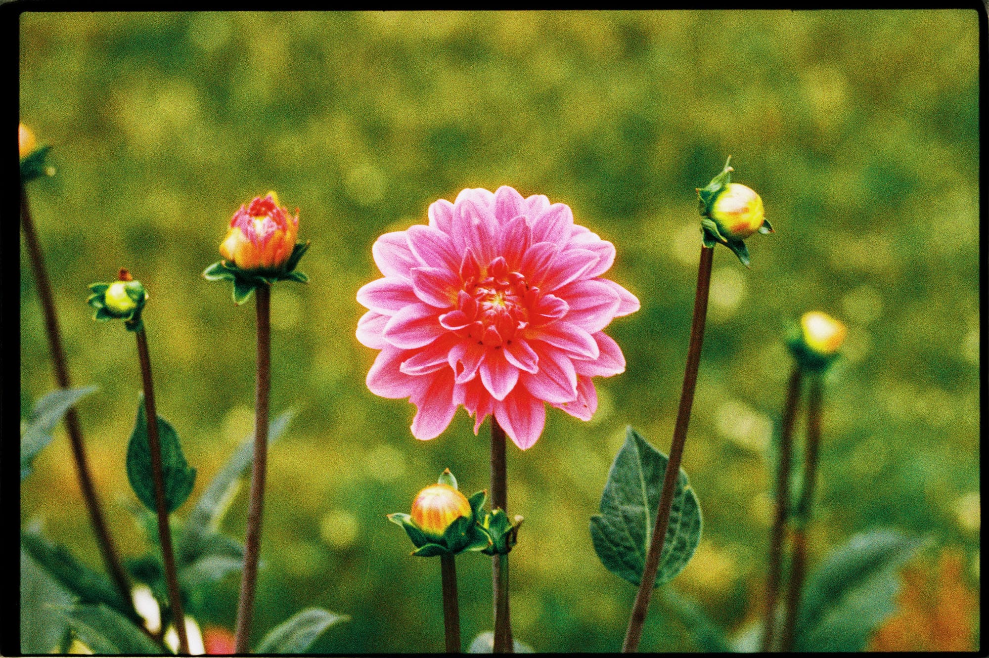 A close-up of a pink dahlia flower in full bloom and a blurred green background.