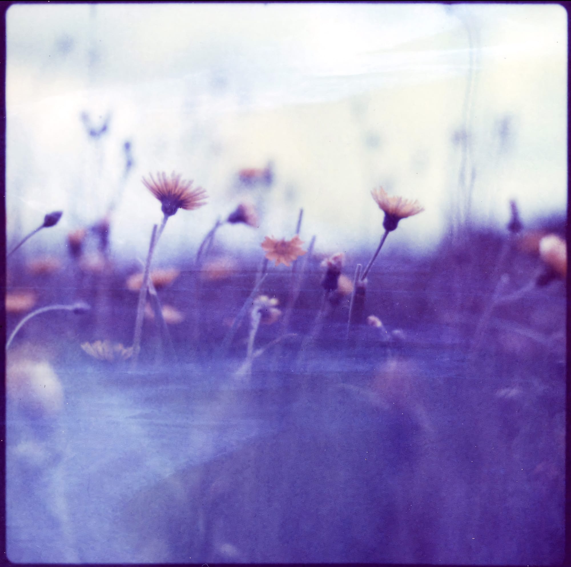 Wildflowers in purple haze with soft focus on instant film.