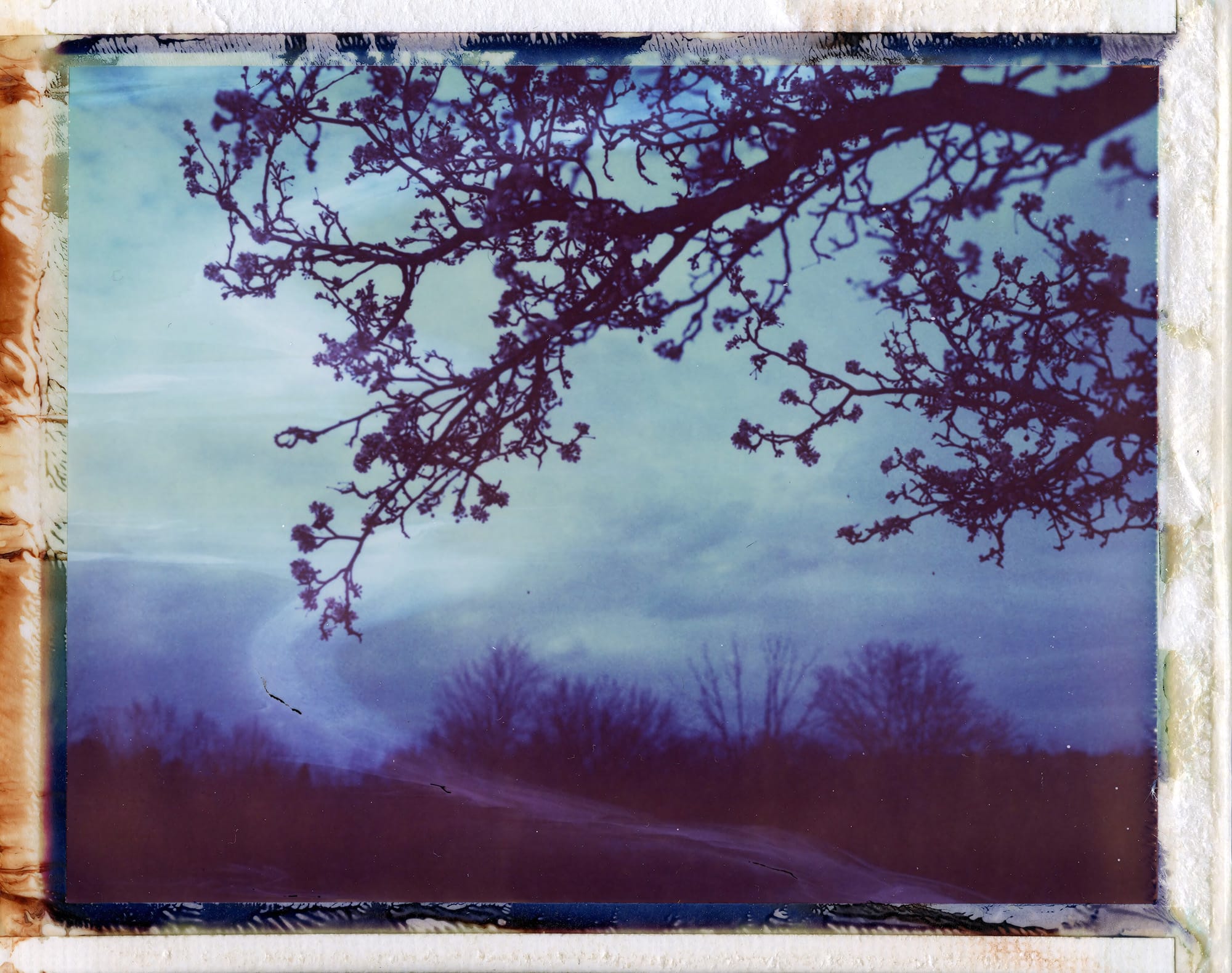 Tree branches silhouetted at dusk on instant film.