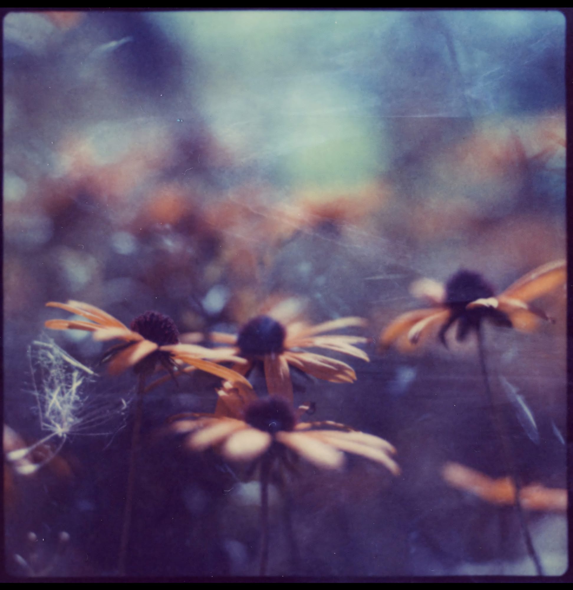 Orange coneflowers against blurred backdrop on instant film.