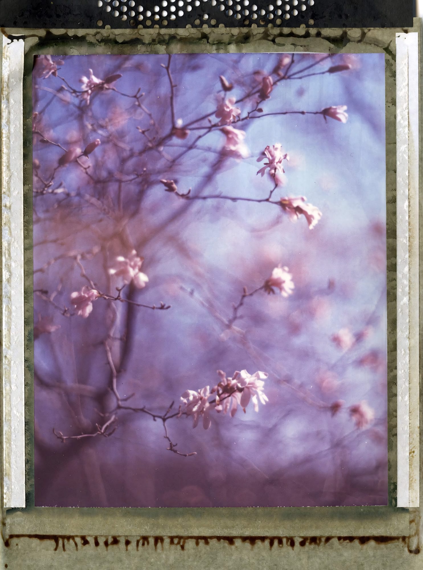 Cherry blossoms on branches with purple tones on instant film.