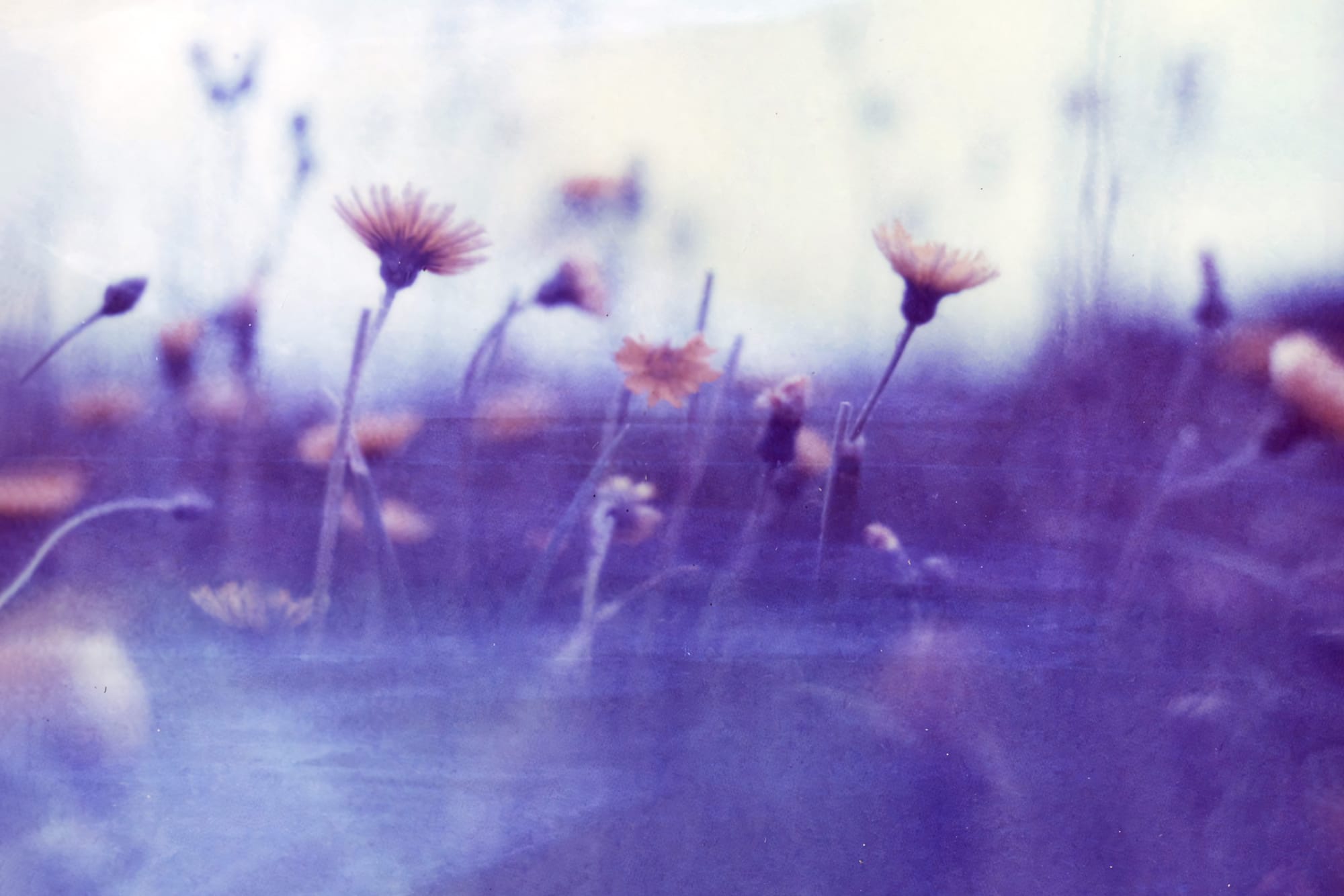 Andy Jenkins' Instant Film Experiments