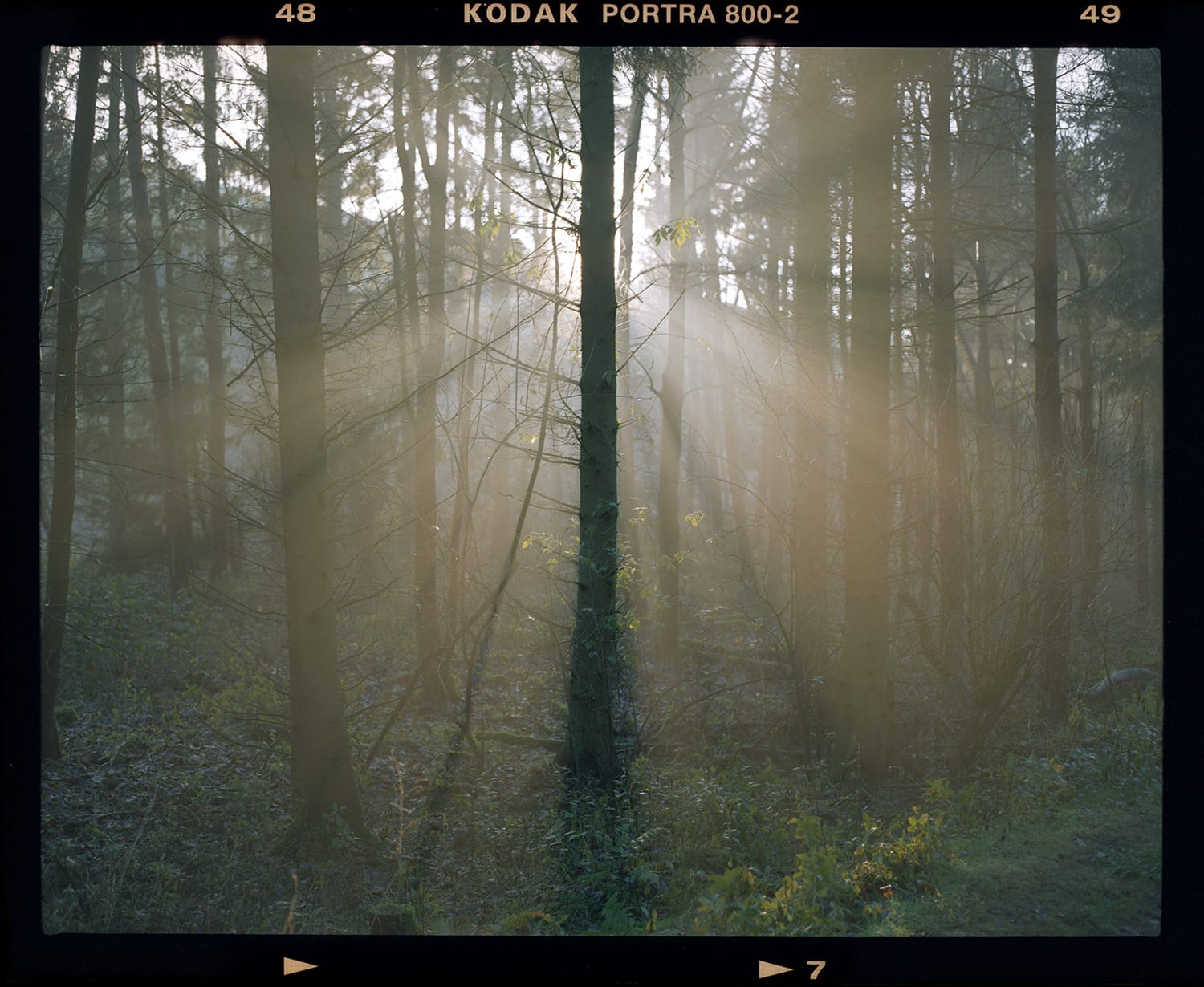 Sunlight breaking through misty forest on medium format film.