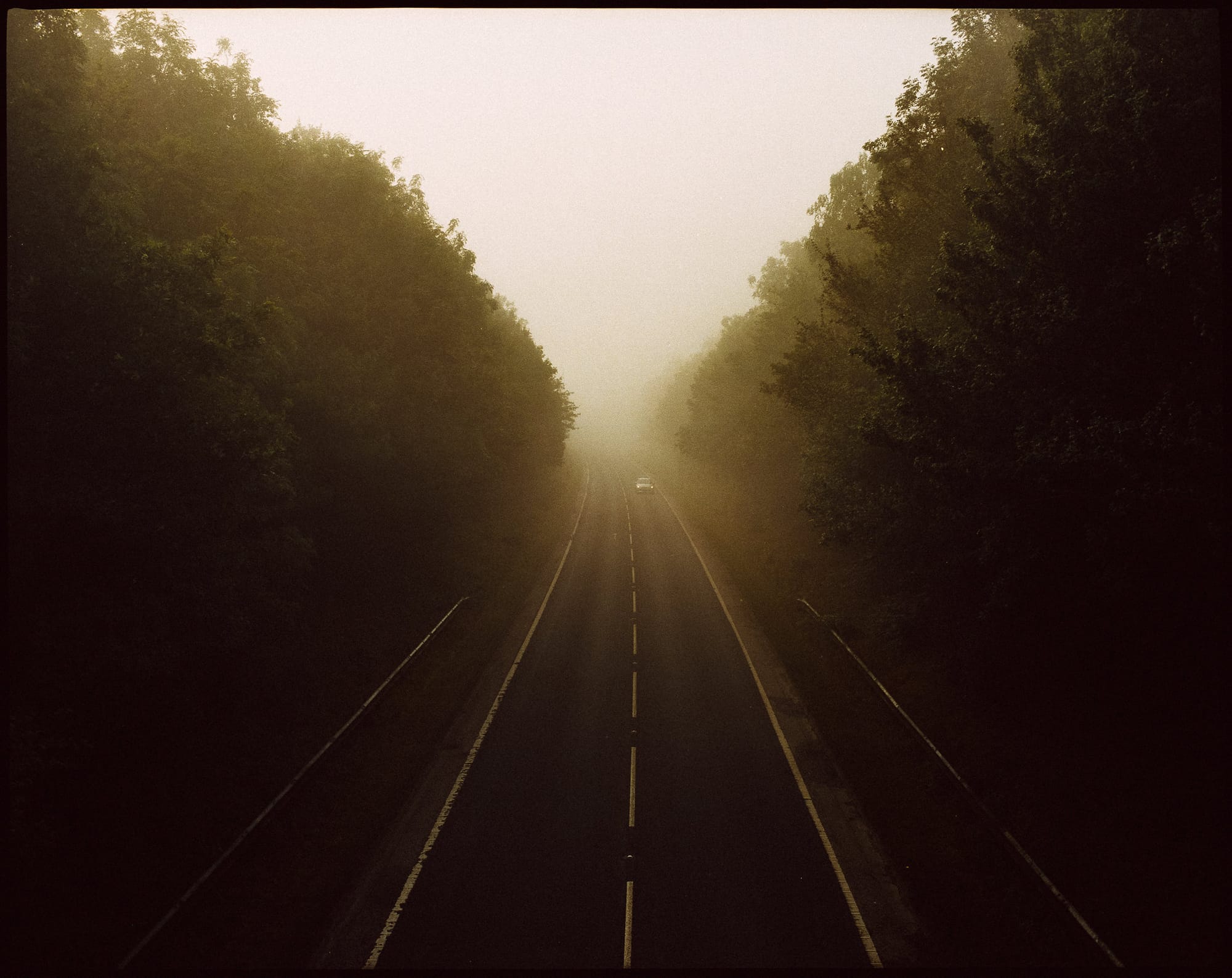 Tree-lined road disappearing into golden fog on film.
