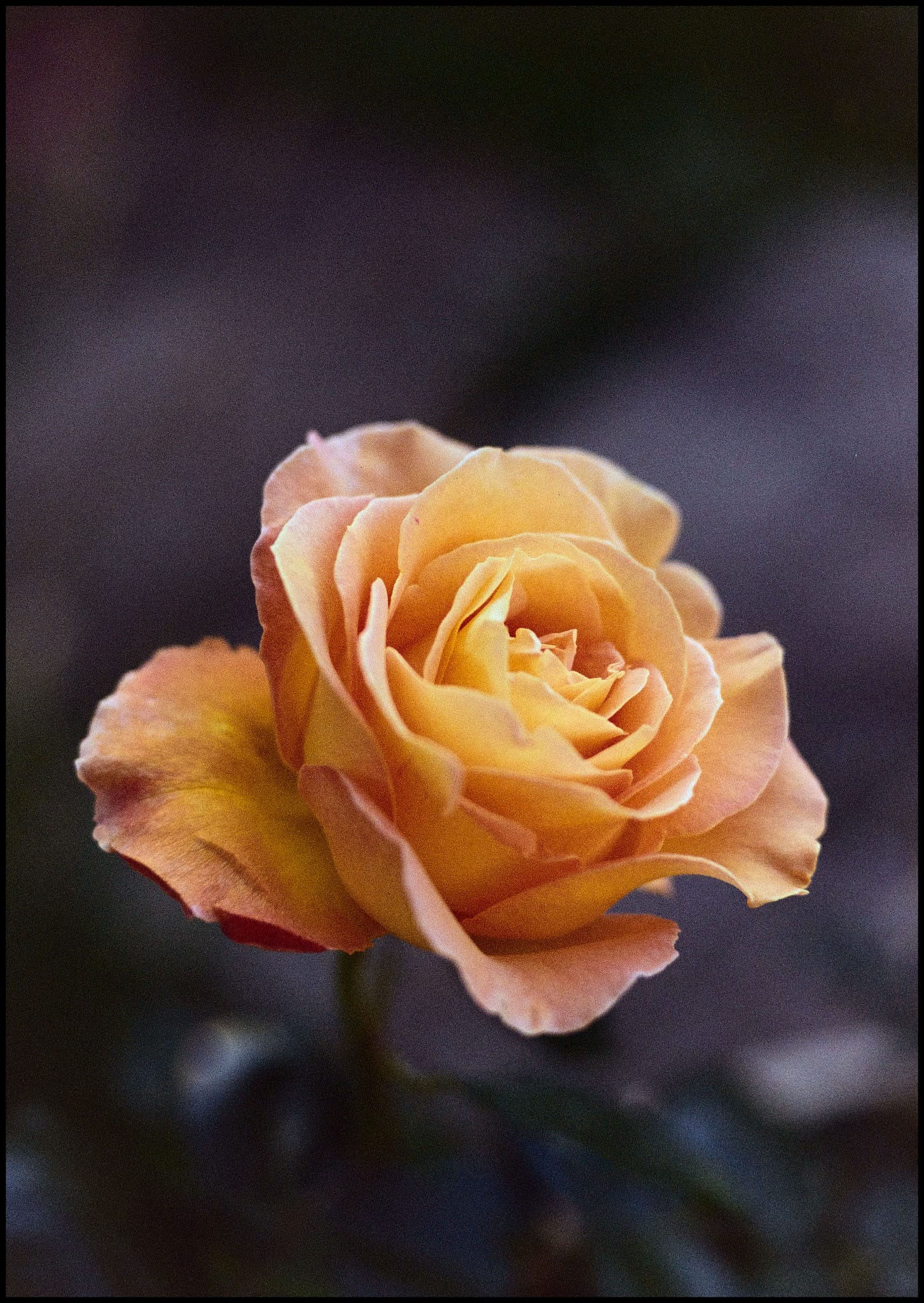 Close-up of orange rose on film with dark blurred background.