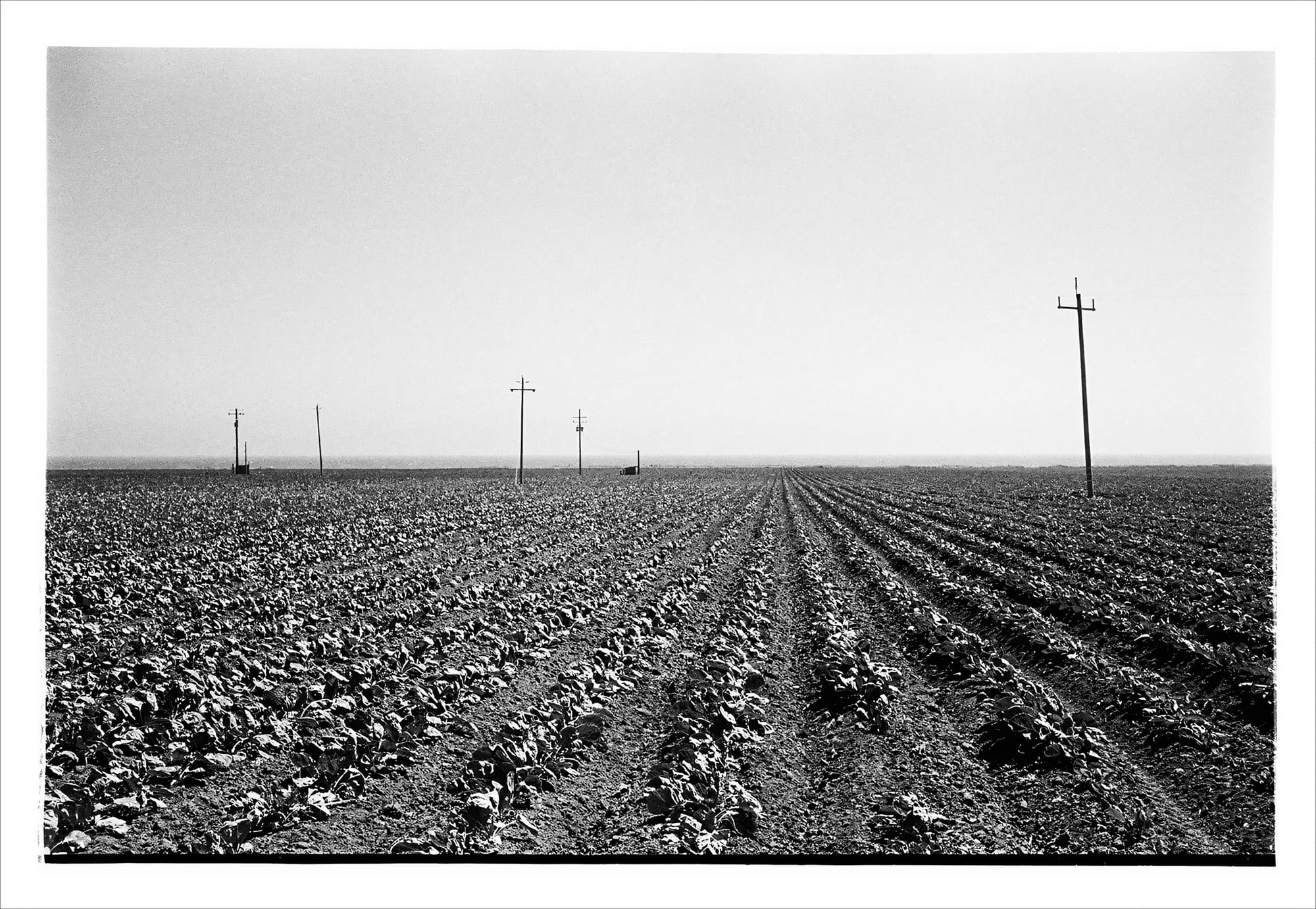 Monochrome image of a barren agricultural landscape with power lines and cultivated rows.