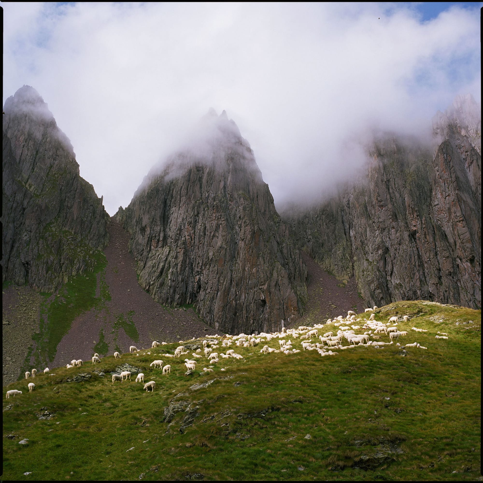 Sheep grazing on alpine meadow below fog-covered peaks.