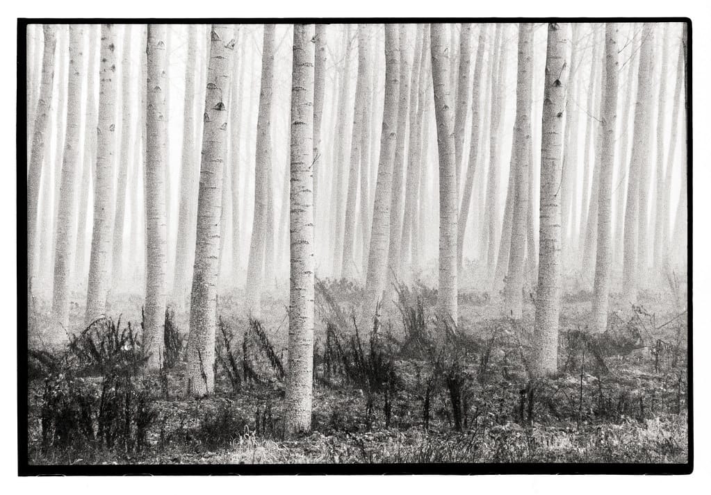 Birch tree forest on a misty day.