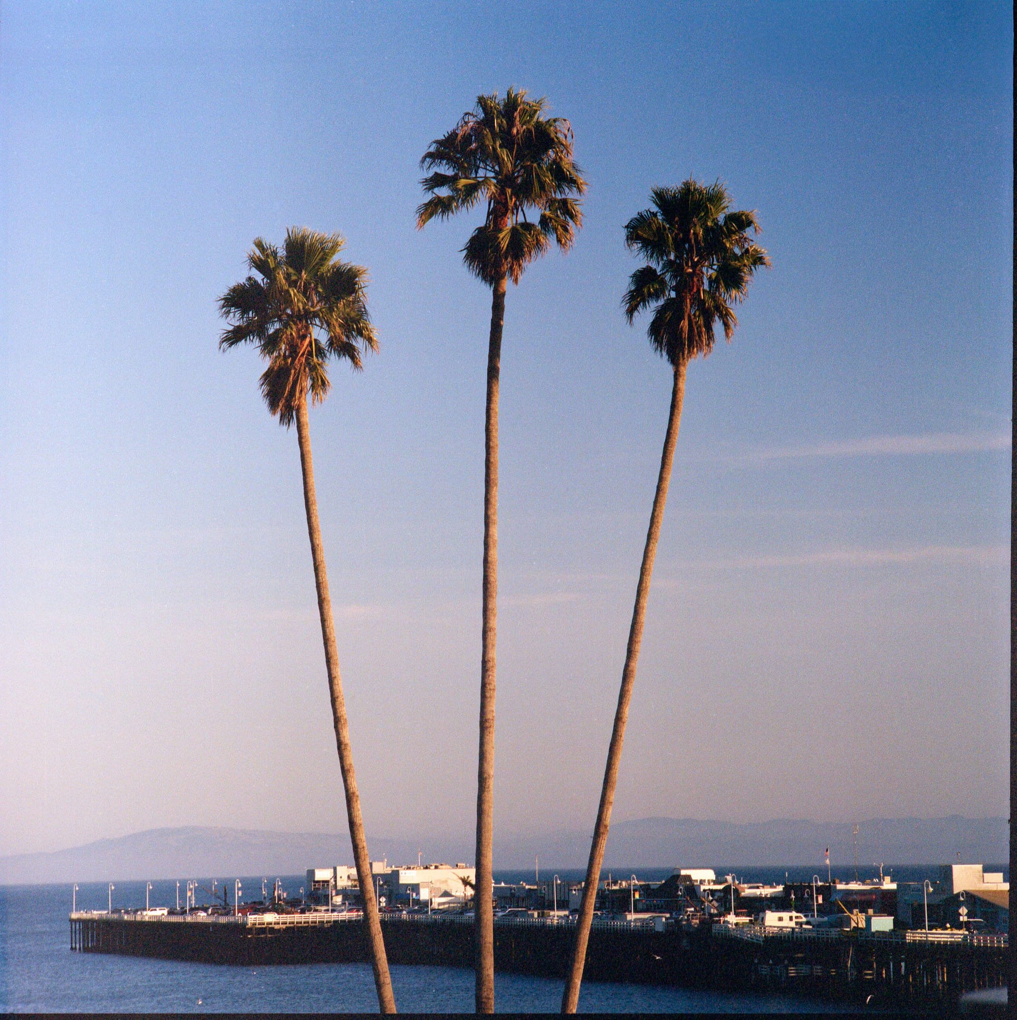Three palm trees at golden hour overlooking coastal pier.
