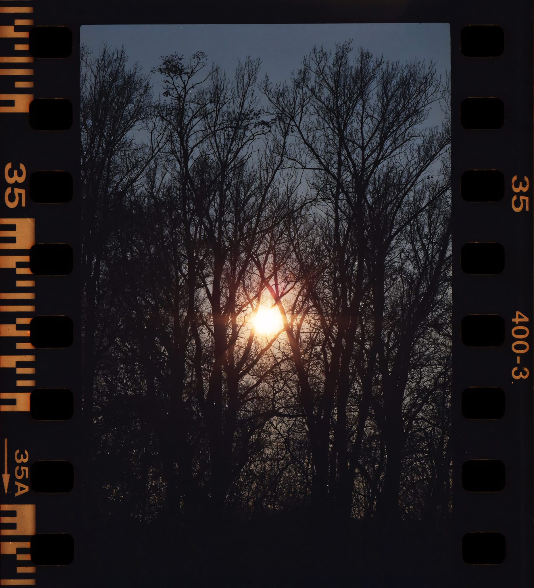 Winter sunrise or sunset through silhouetted trees.