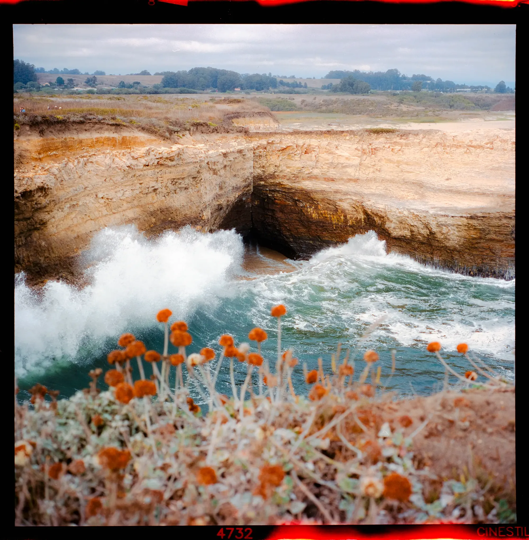 Waves crashing on eroded coastal cliffs with orange wildflowers in foreground.
