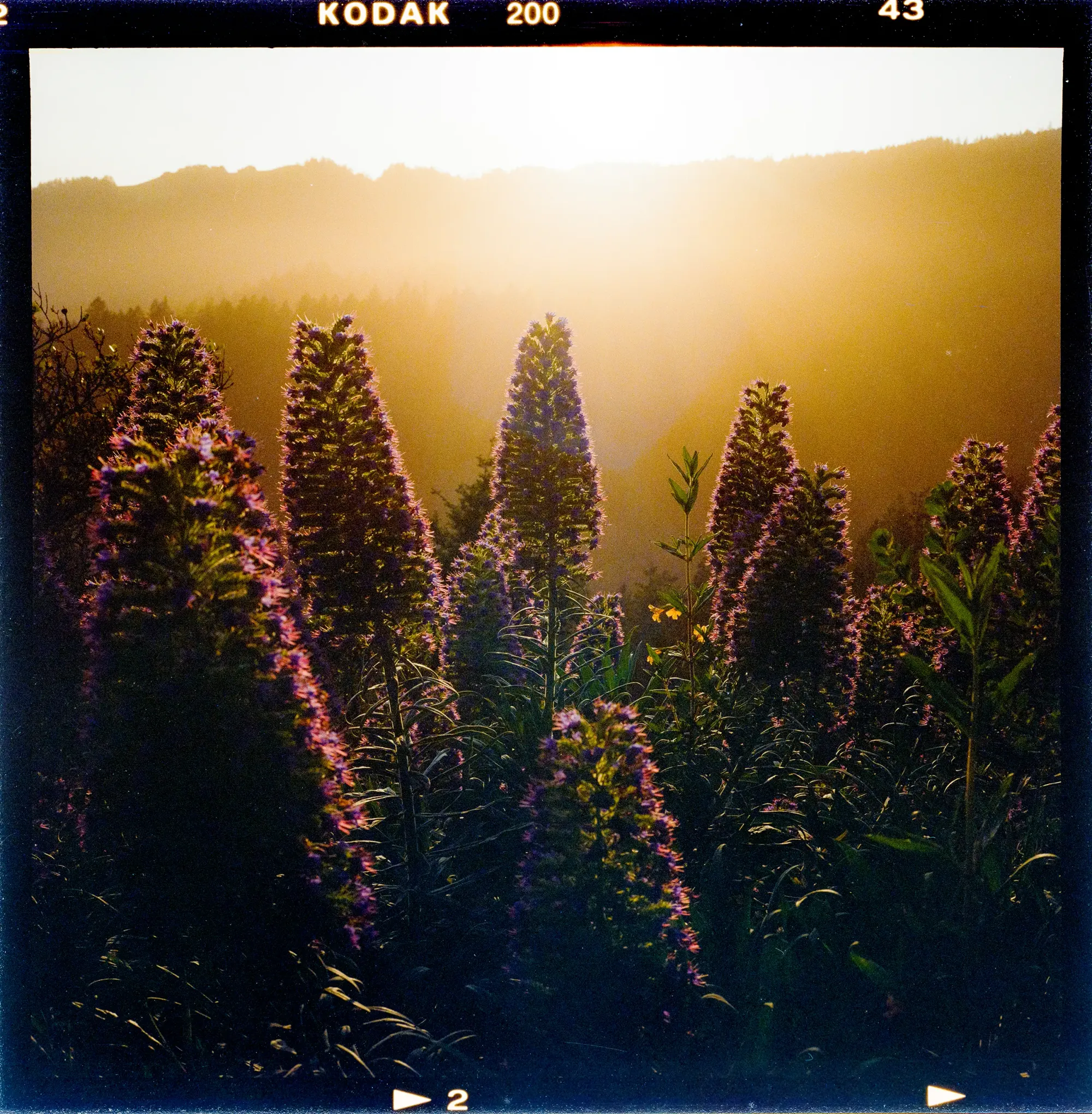 Purple wildflowers backlit by golden sunset with mountain silhouette.