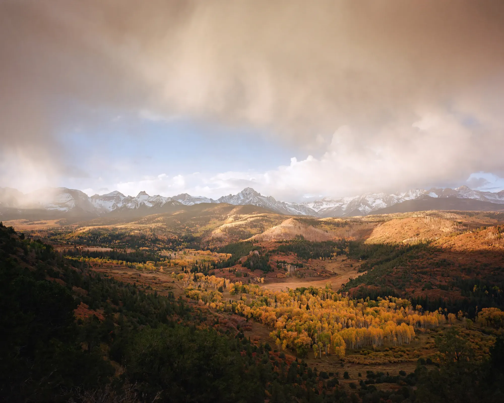 Golden autumn aspen forest covering rolling hillsides with snow-capped mountain range under dramatic clouds.