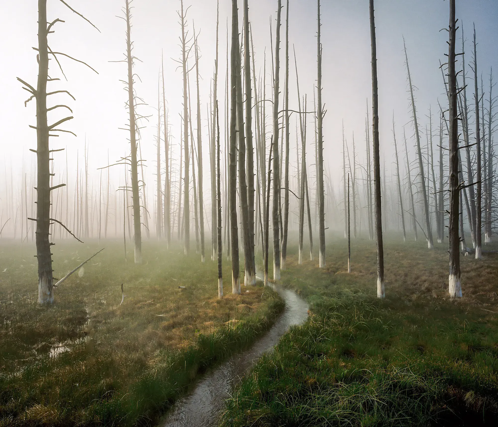 Narrow stream through fog-shrouded forest of dead standing trees with green undergrowth on ground.