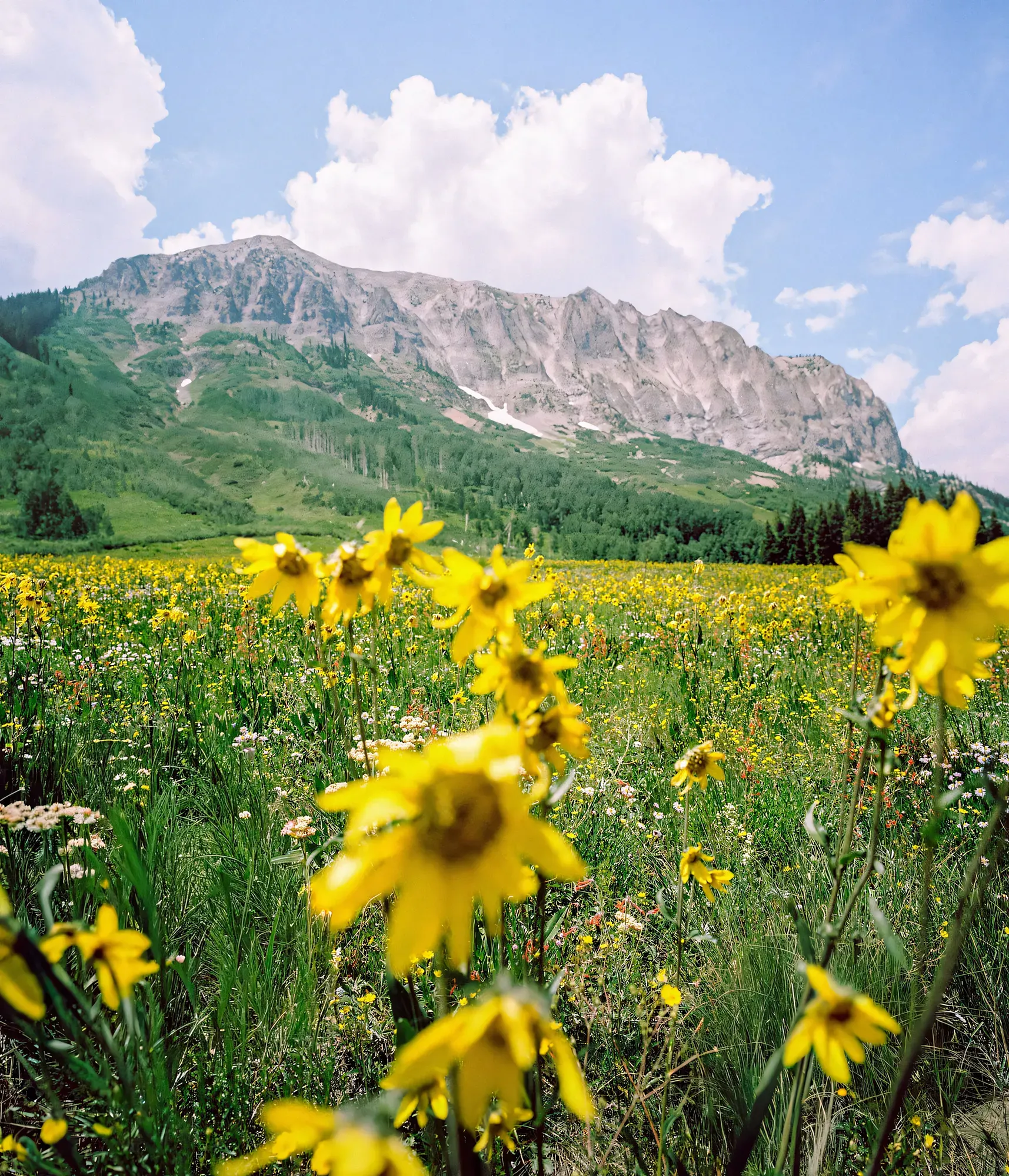 Yellow wildflowers filling foreground meadow with dramatic rocky mountain peak rising behind under clouds.